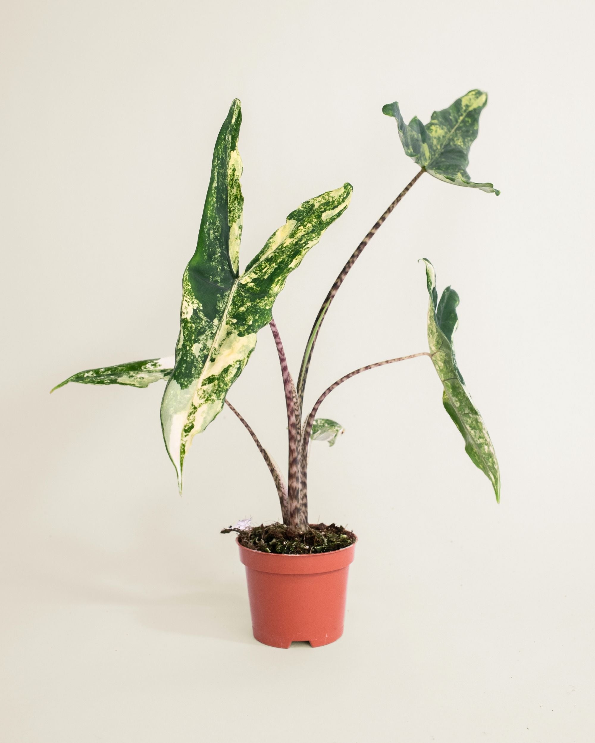 Alocasia Tigrina Superba Variegata