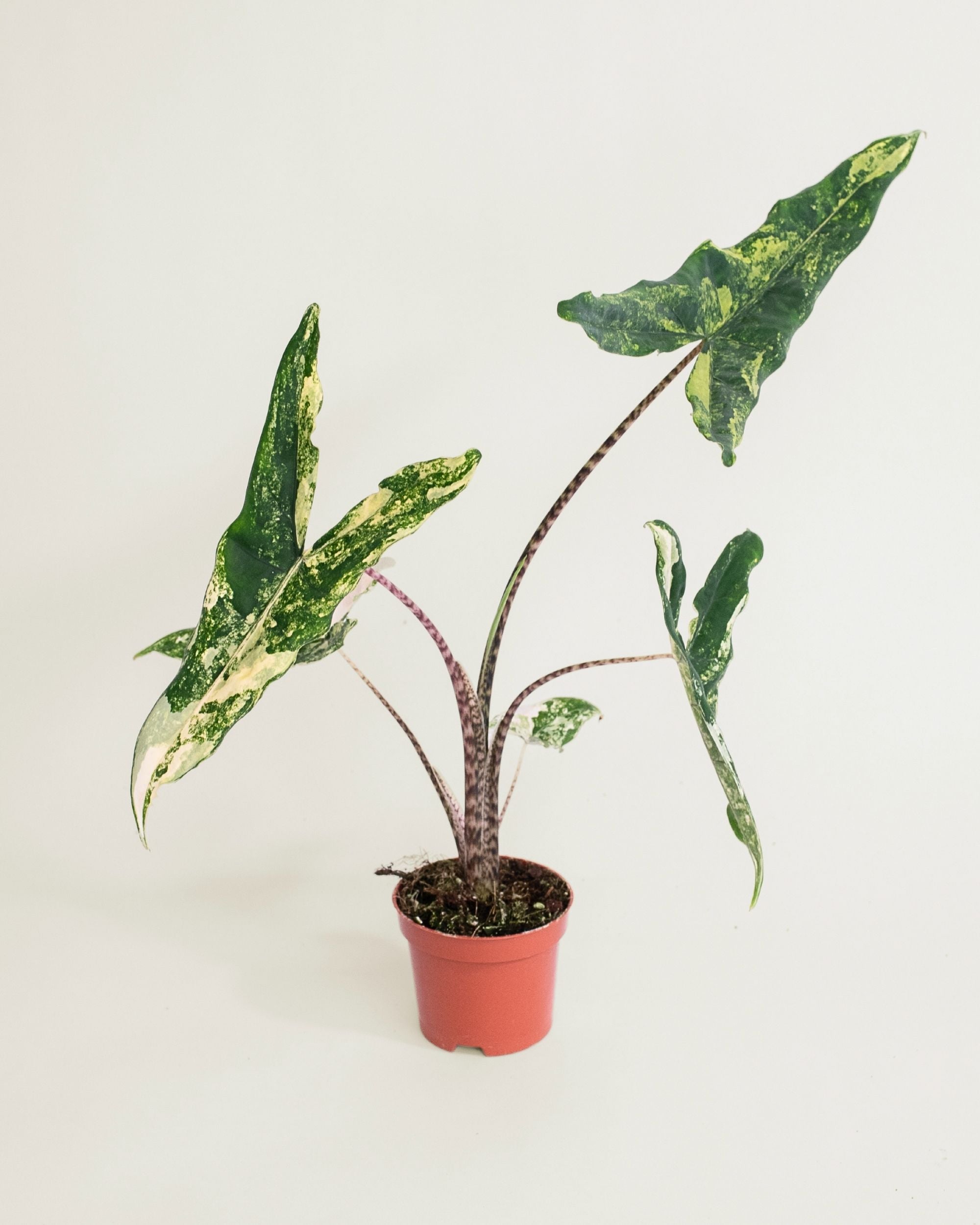 Alocasia Tigrina Superba Variegata