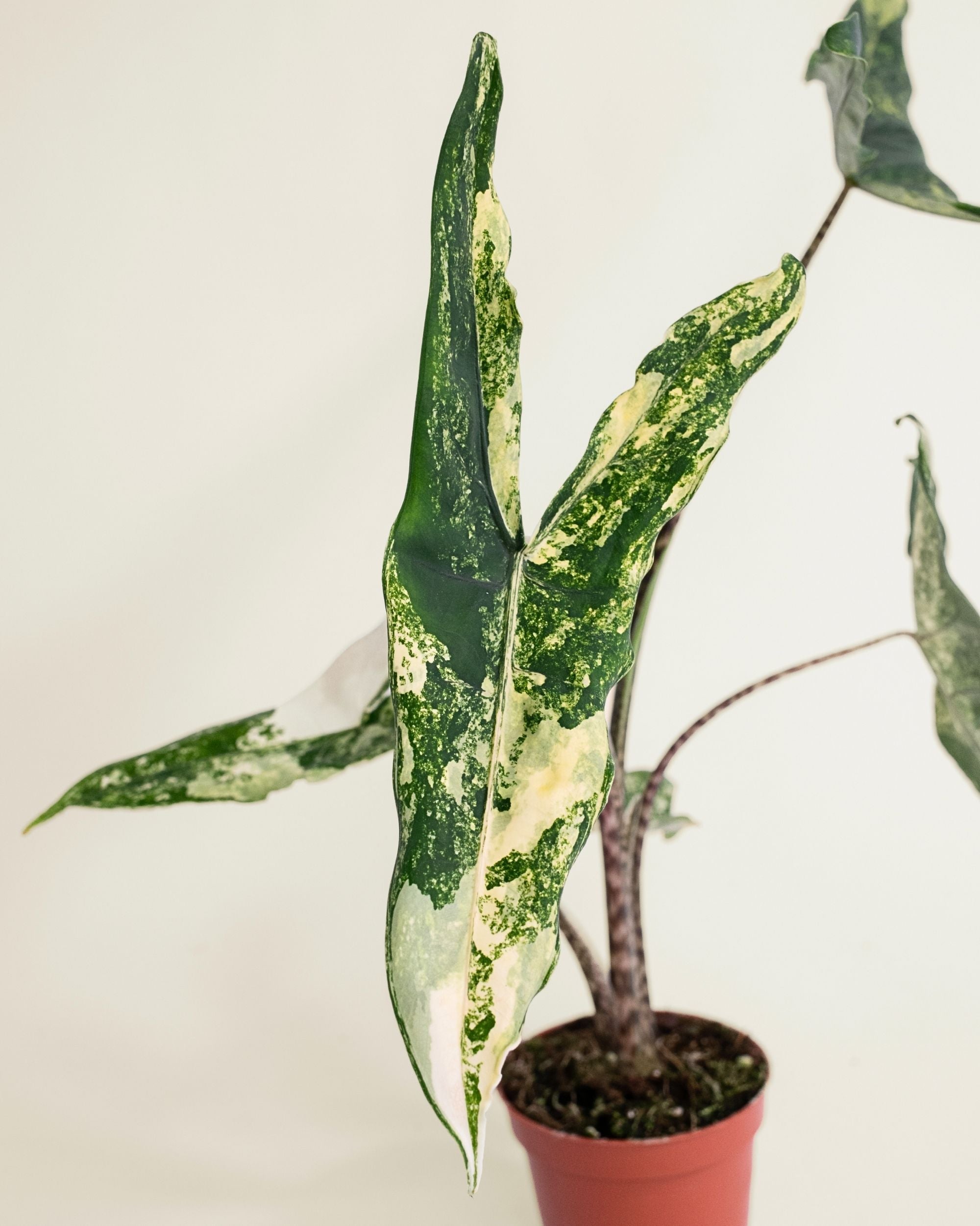 Alocasia Tigrina Superba Variegata
