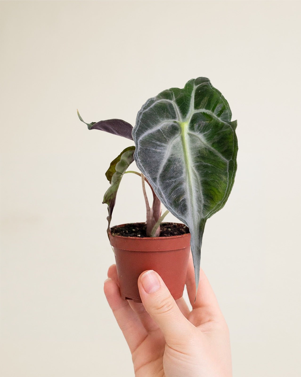 Alocasia Venom