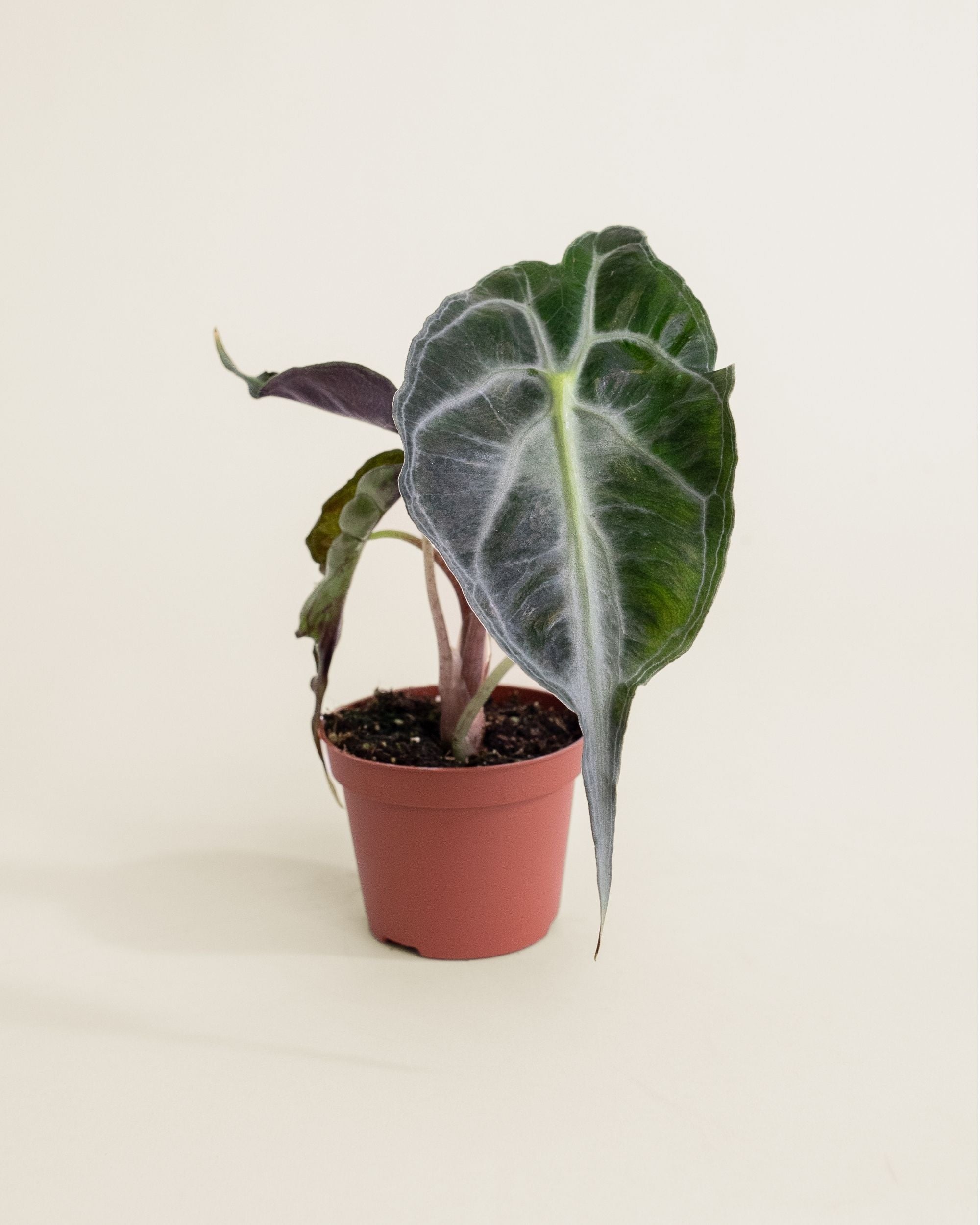 Alocasia Venom