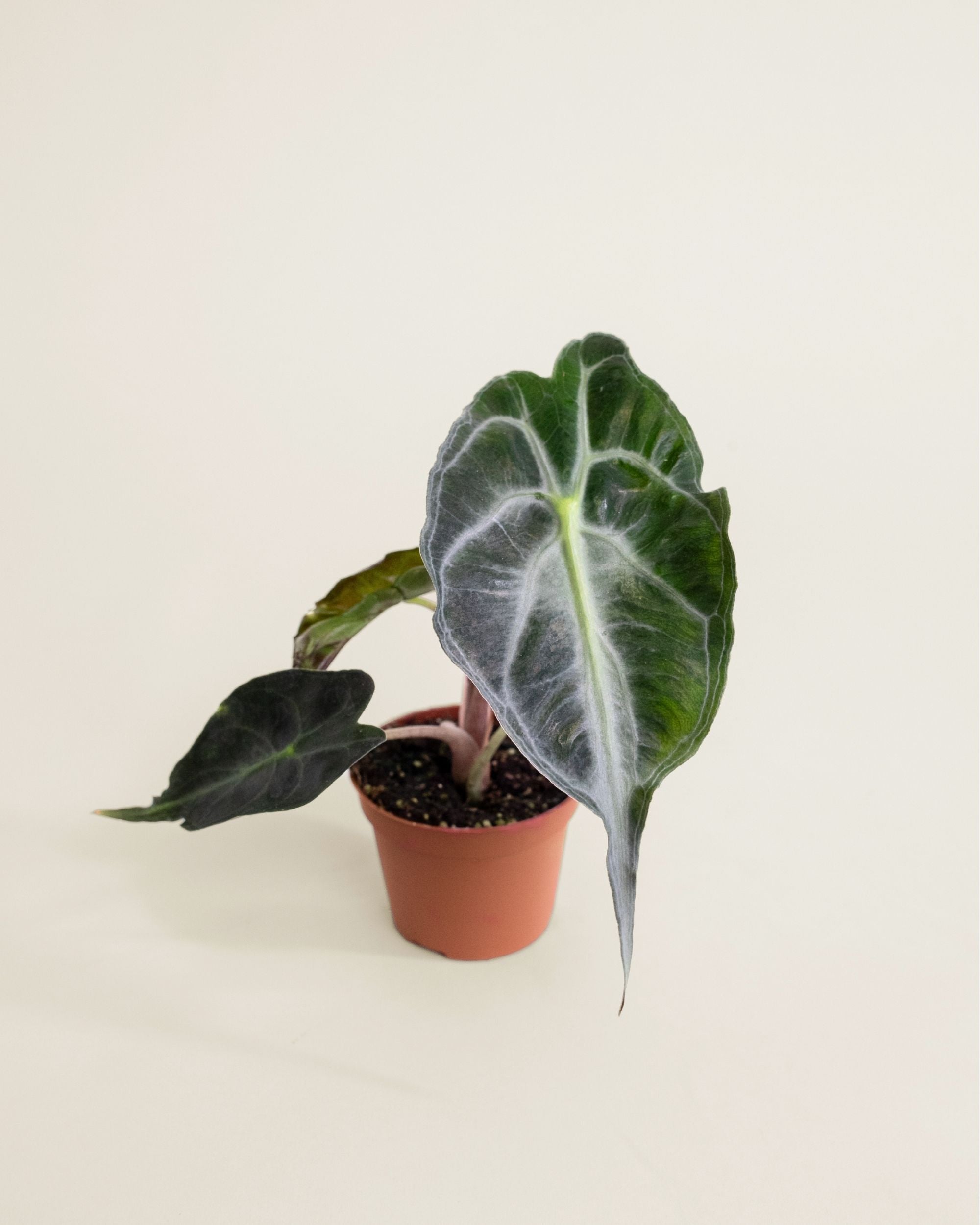 Alocasia Venom