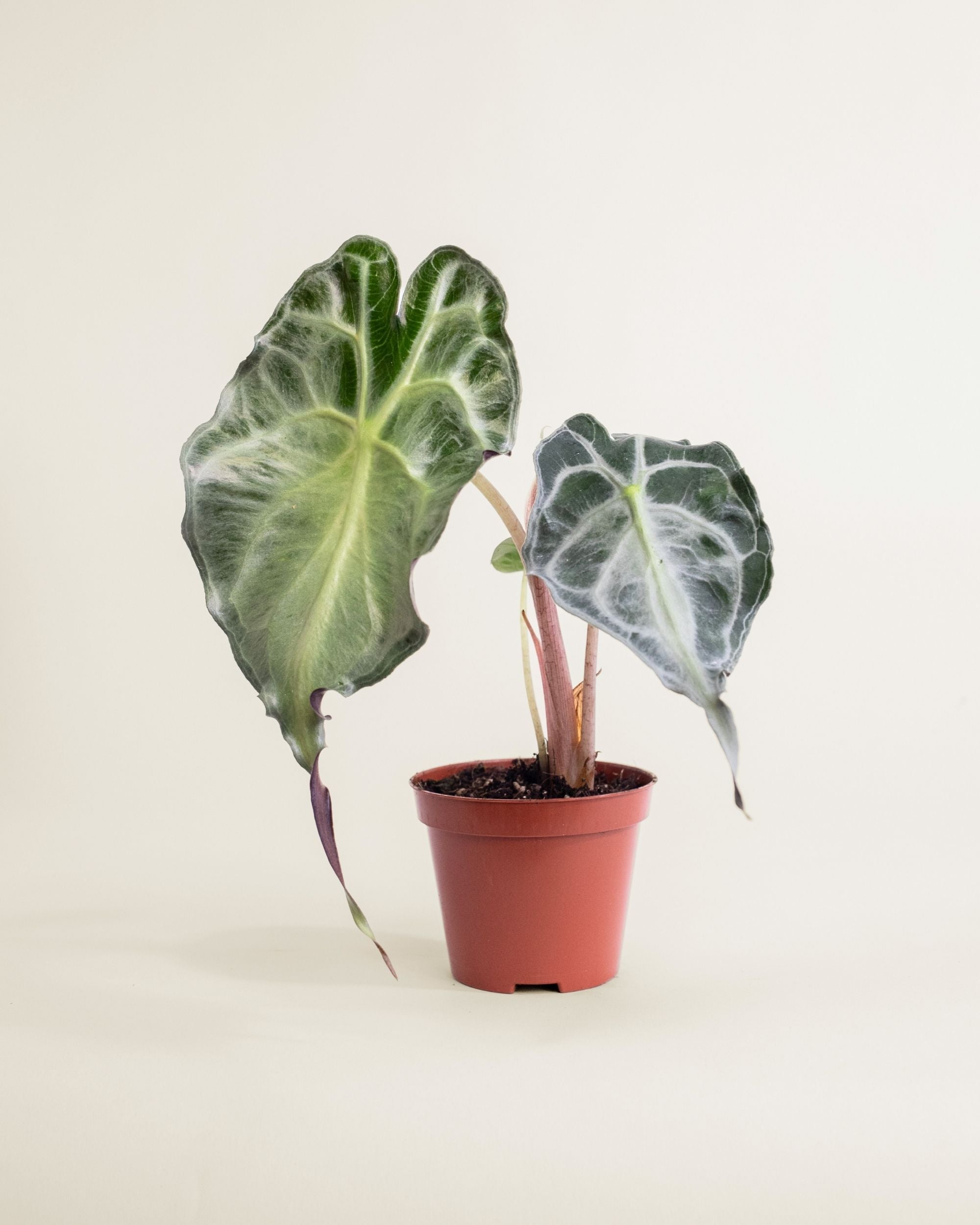 Alocasia Venom