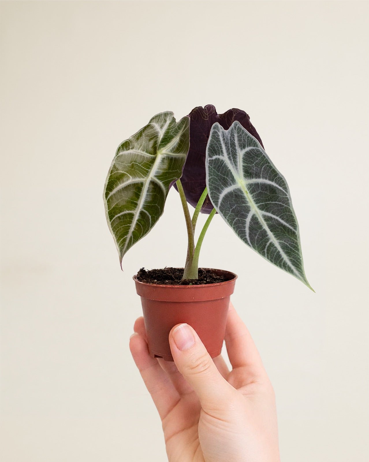 Alocasia Watsoniana Carter