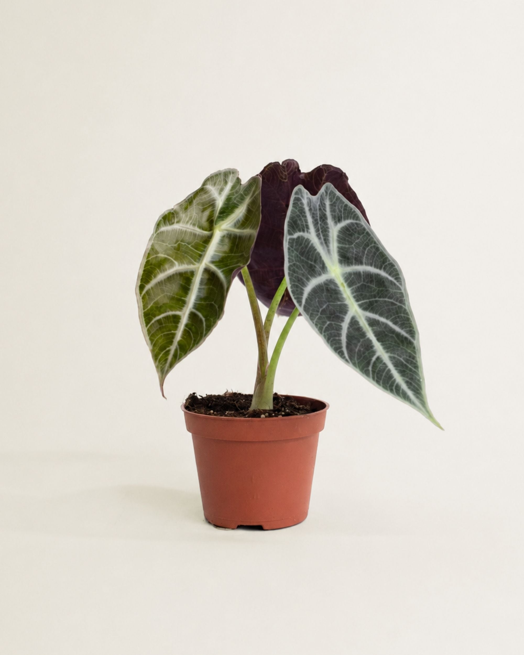 Alocasia Watsoniana Carter