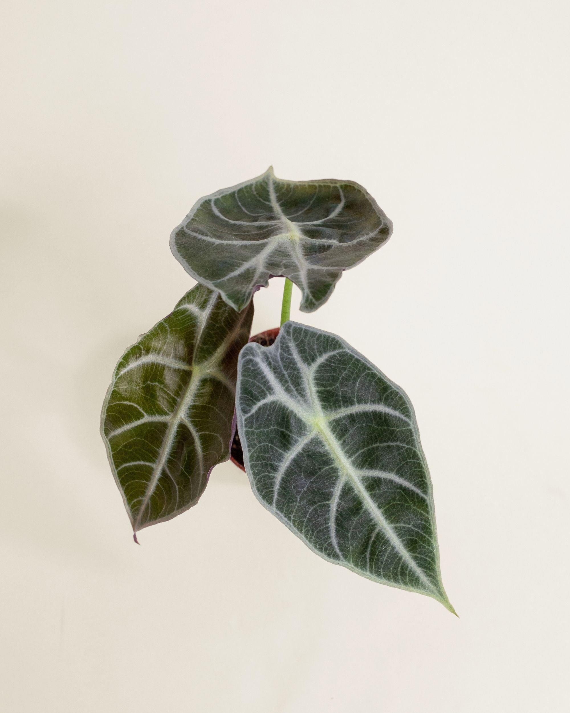 Alocasia Watsoniana Carter