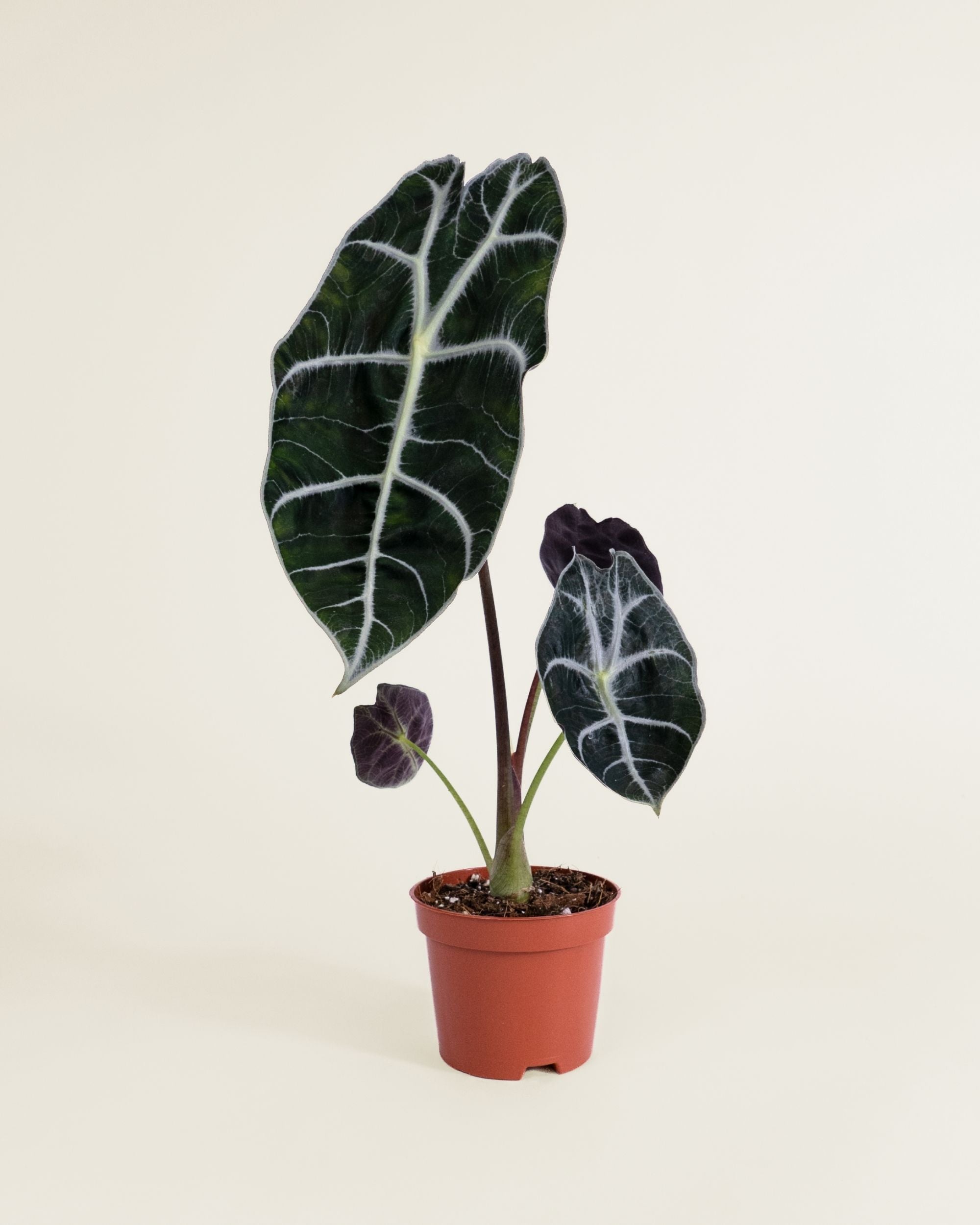 Alocasia Watsoniana Carter