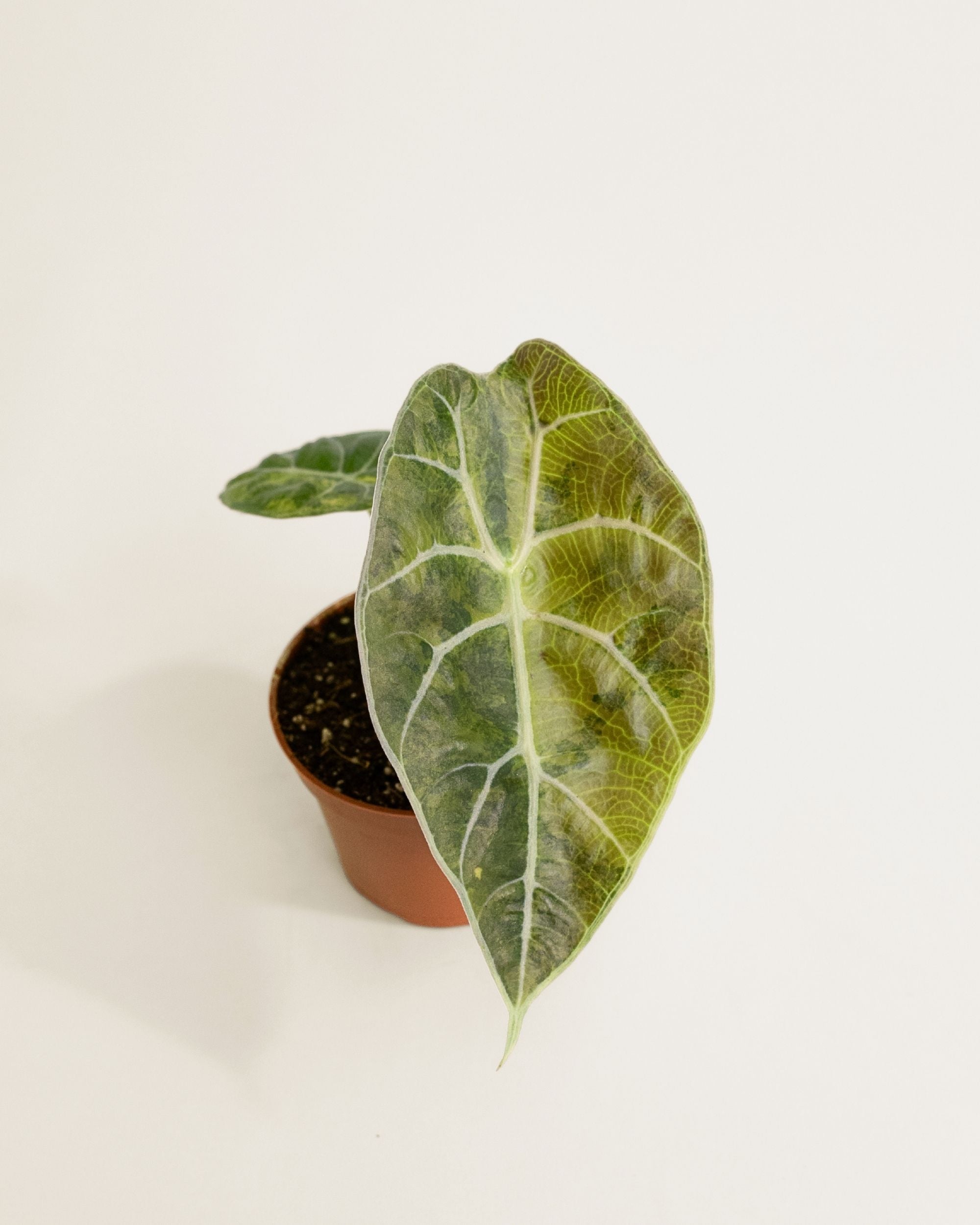 Alocasia Watsoniana Doff Aurea