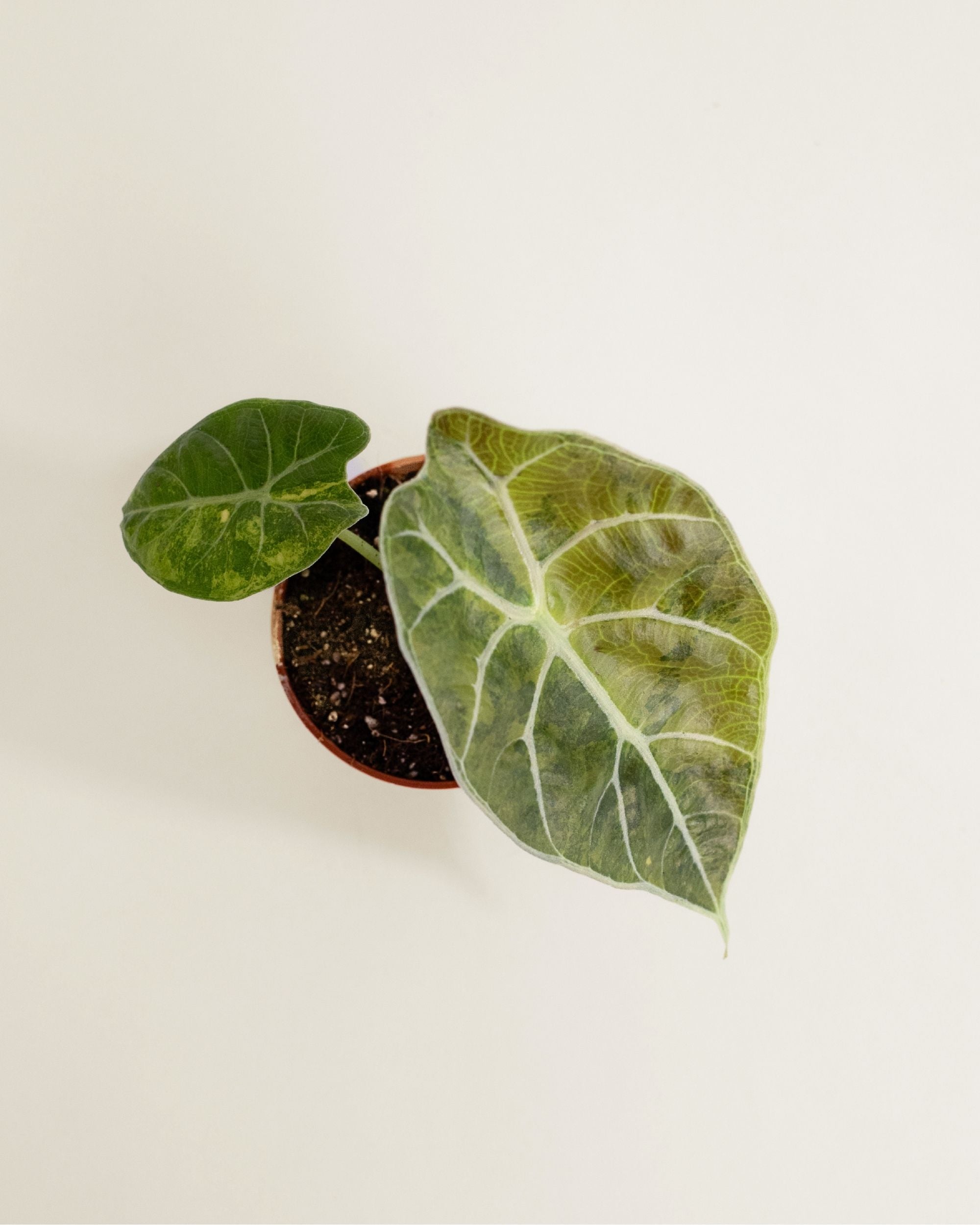 Alocasia Watsoniana Doff Aurea