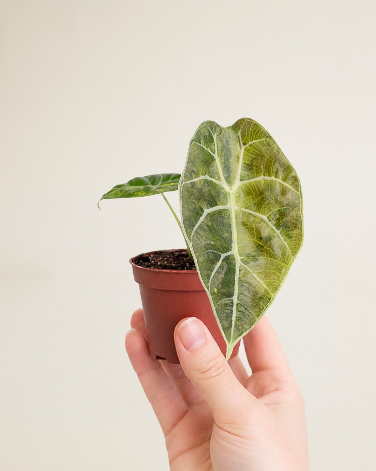 Alocasia Watsoniana Doff Aurea