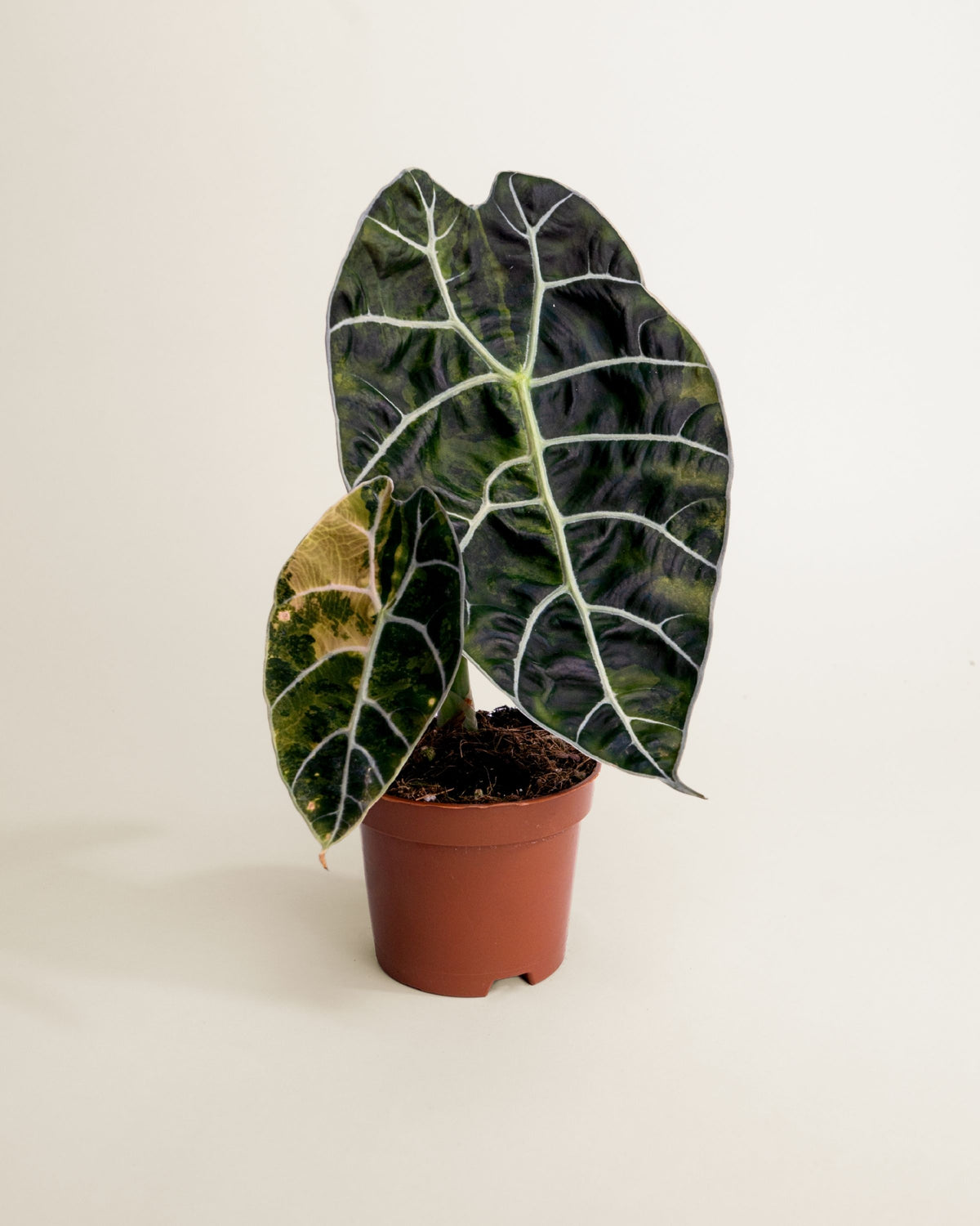 Alocasia Watsoniana Doff Aurea