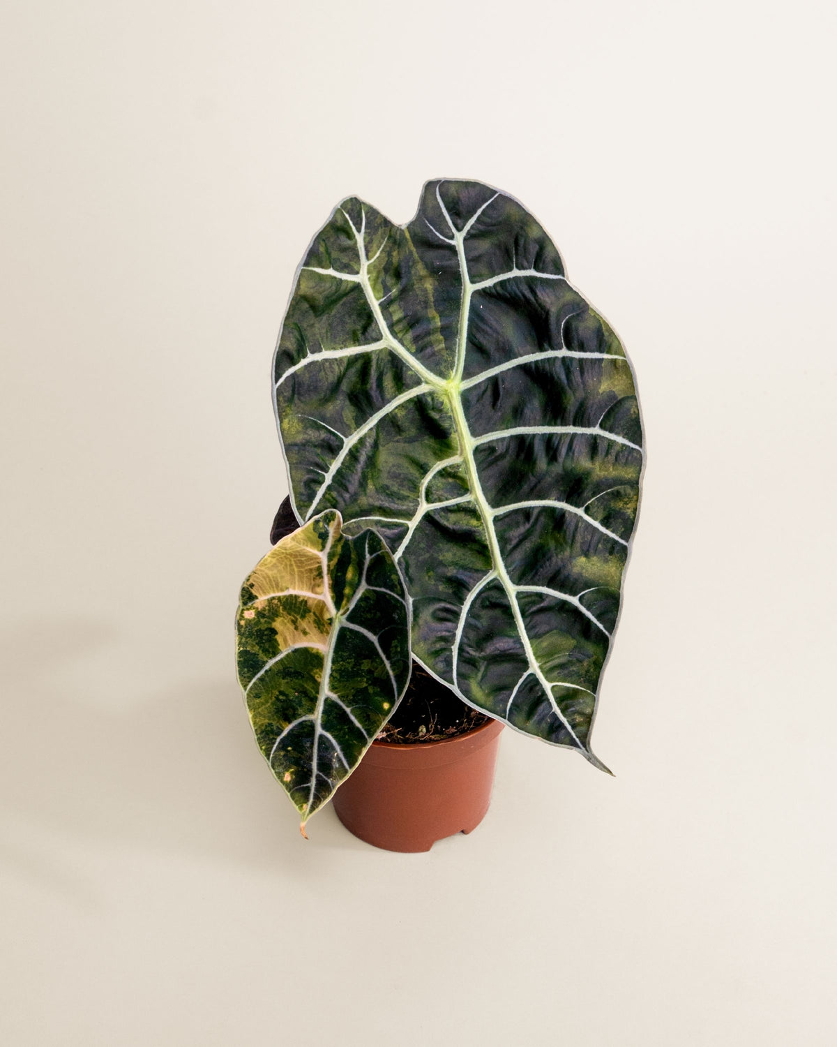 Alocasia Watsoniana Doff Aurea