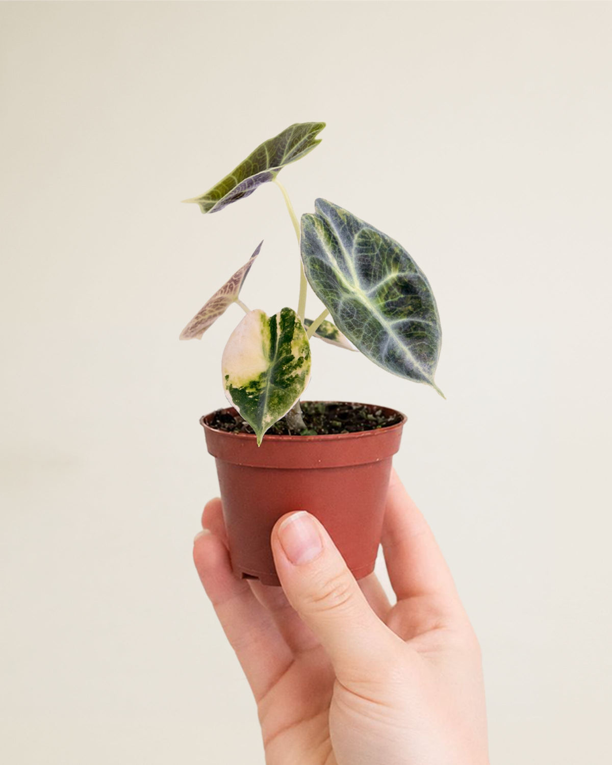 Alocasia Watsoniana Type Glossy Aurea