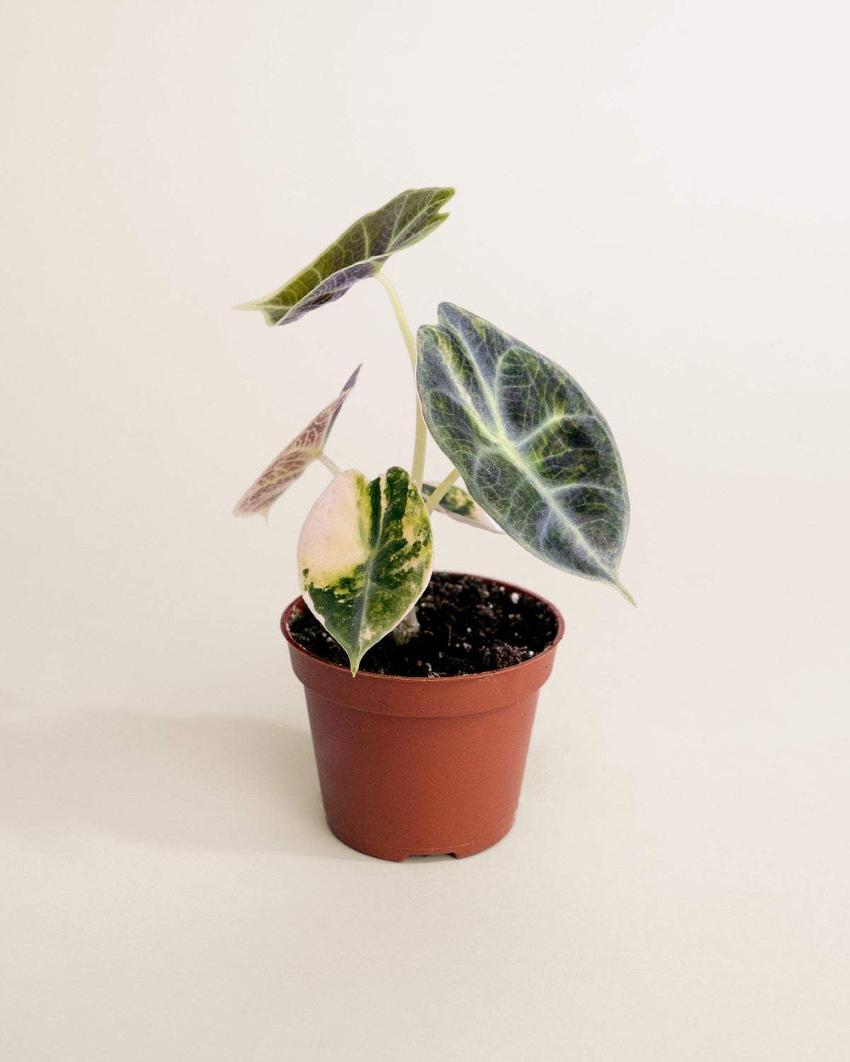 Alocasia Watsoniana Type Glossy Aurea