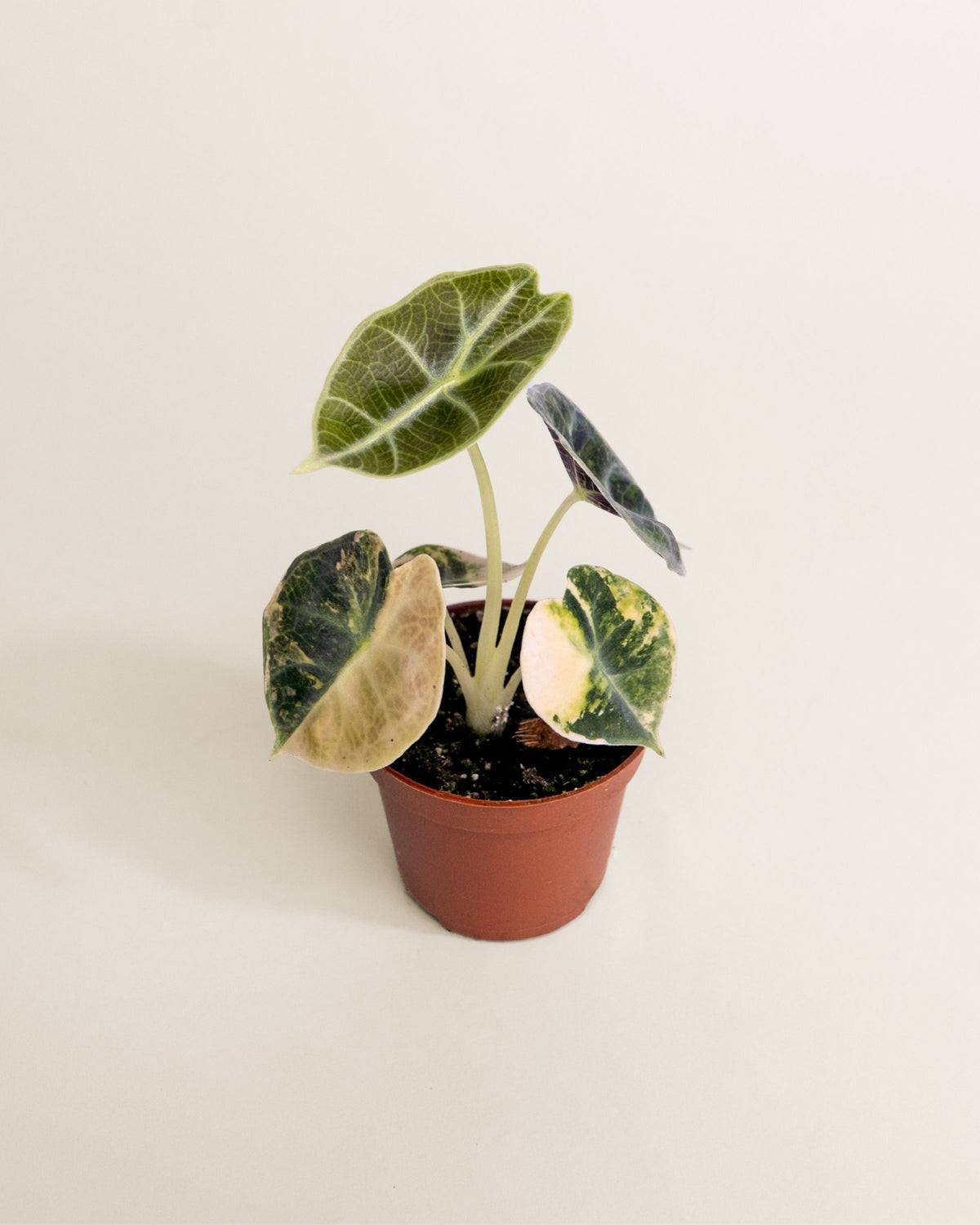 Alocasia Watsoniana Type Glossy Aurea
