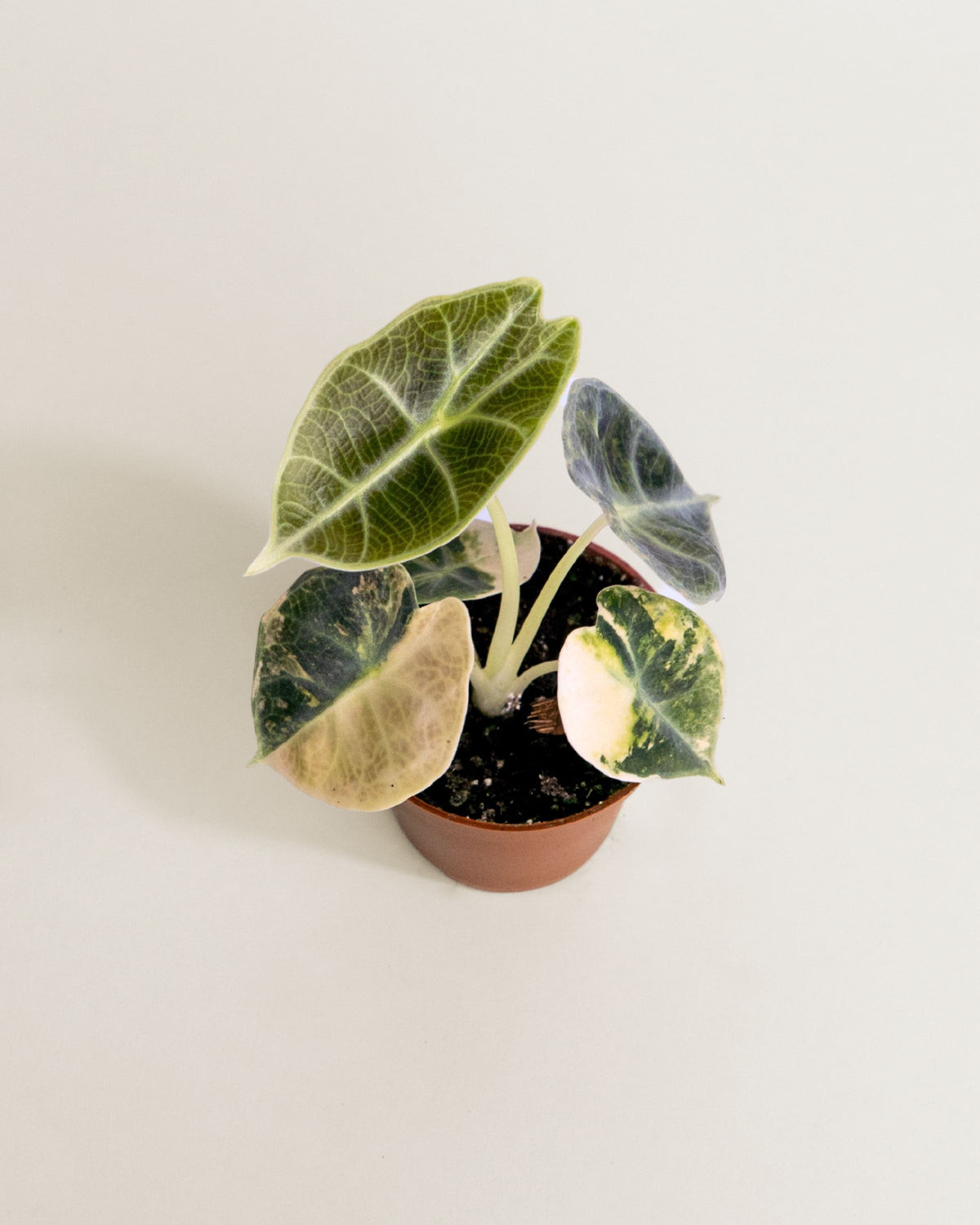 Alocasia Watsoniana Type Glossy Aurea