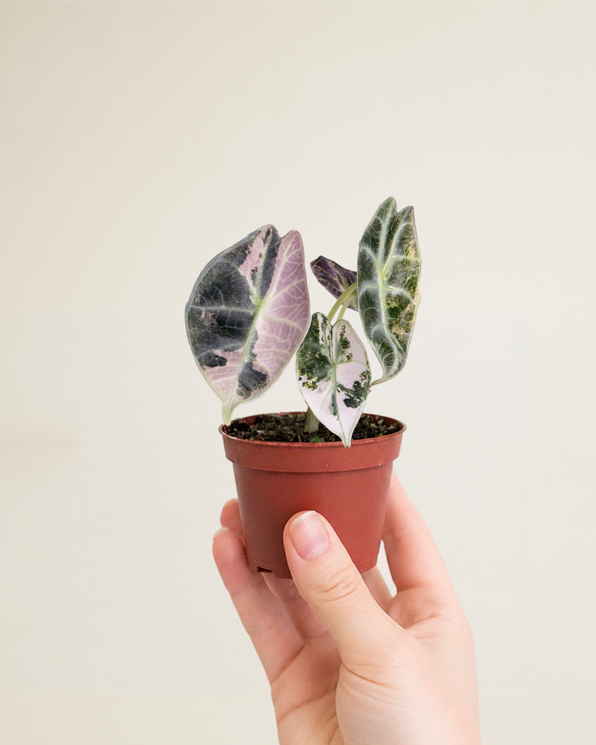 Alocasia Watsoniana Type Glossy Pink