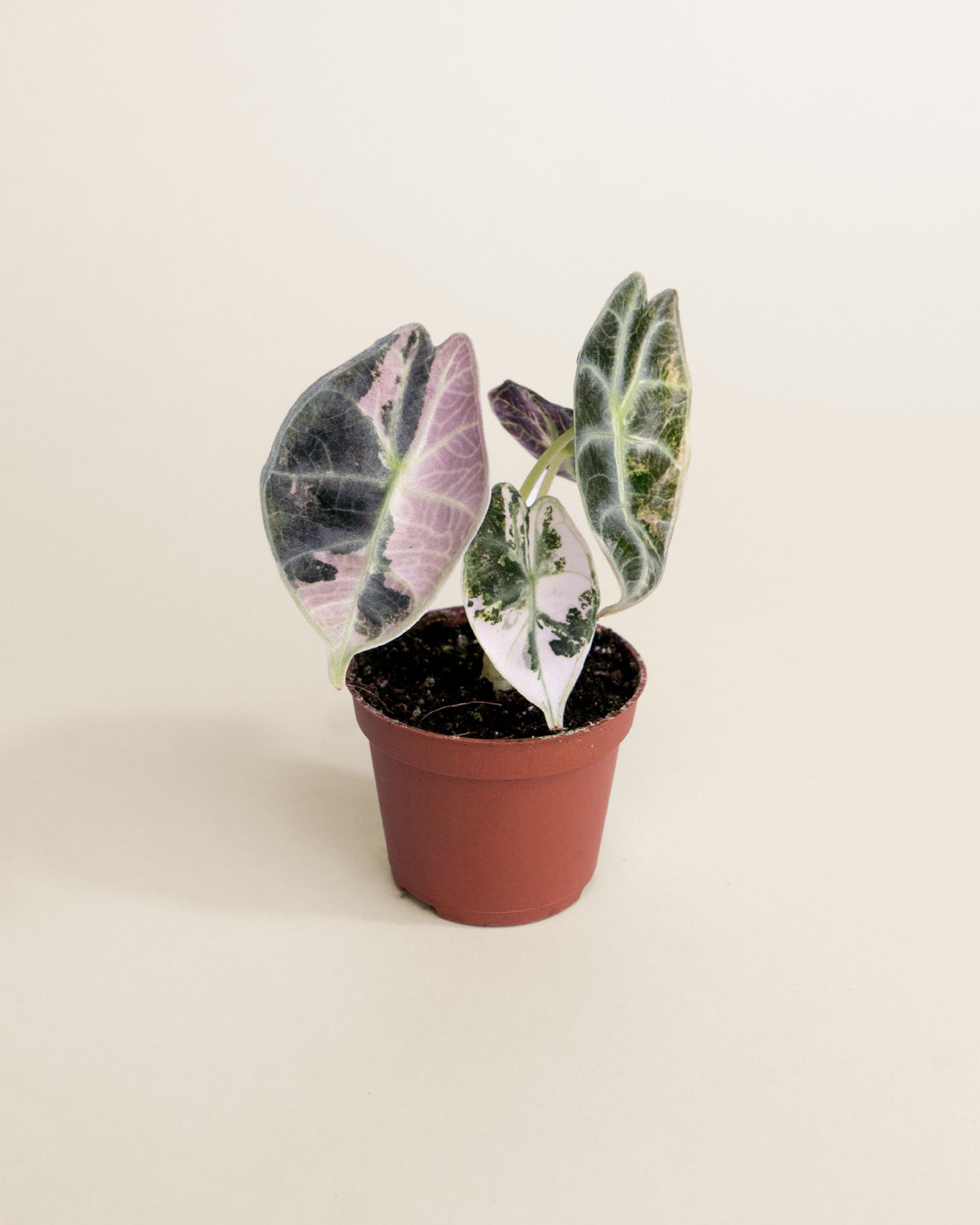 Alocasia Watsoniana Type Glossy Pink