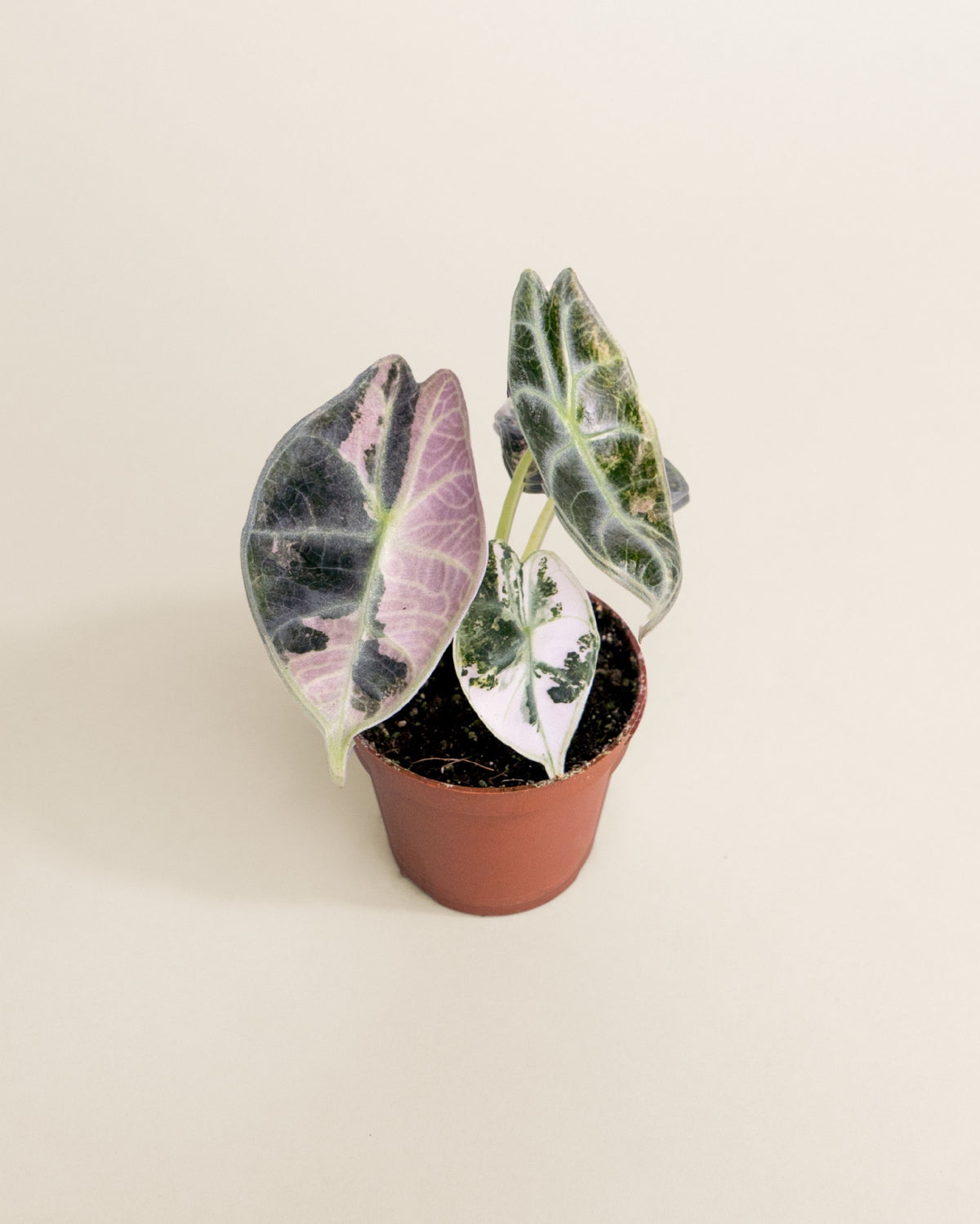 Alocasia Watsoniana Type Glossy Pink