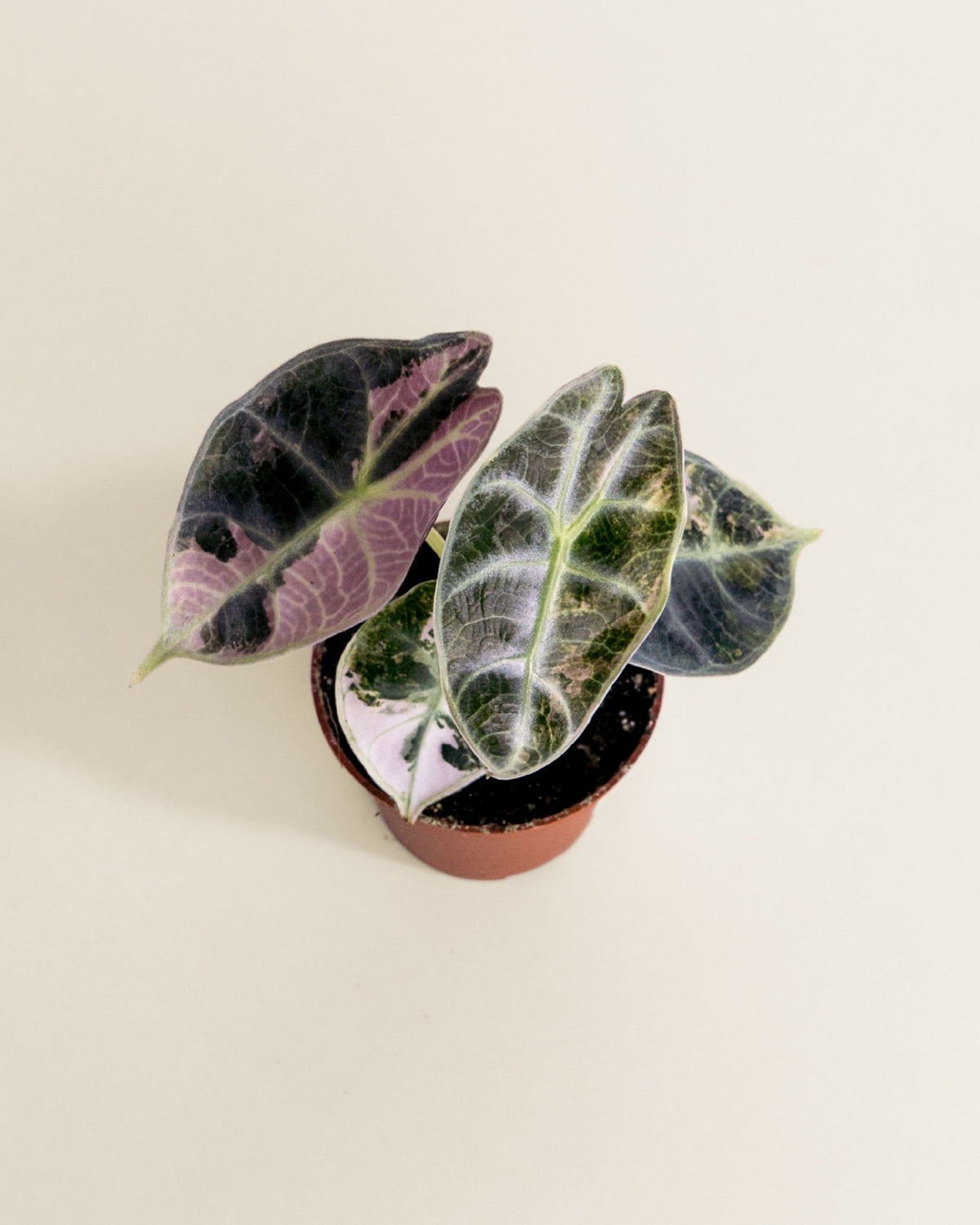 Alocasia Watsoniana Type Glossy Pink