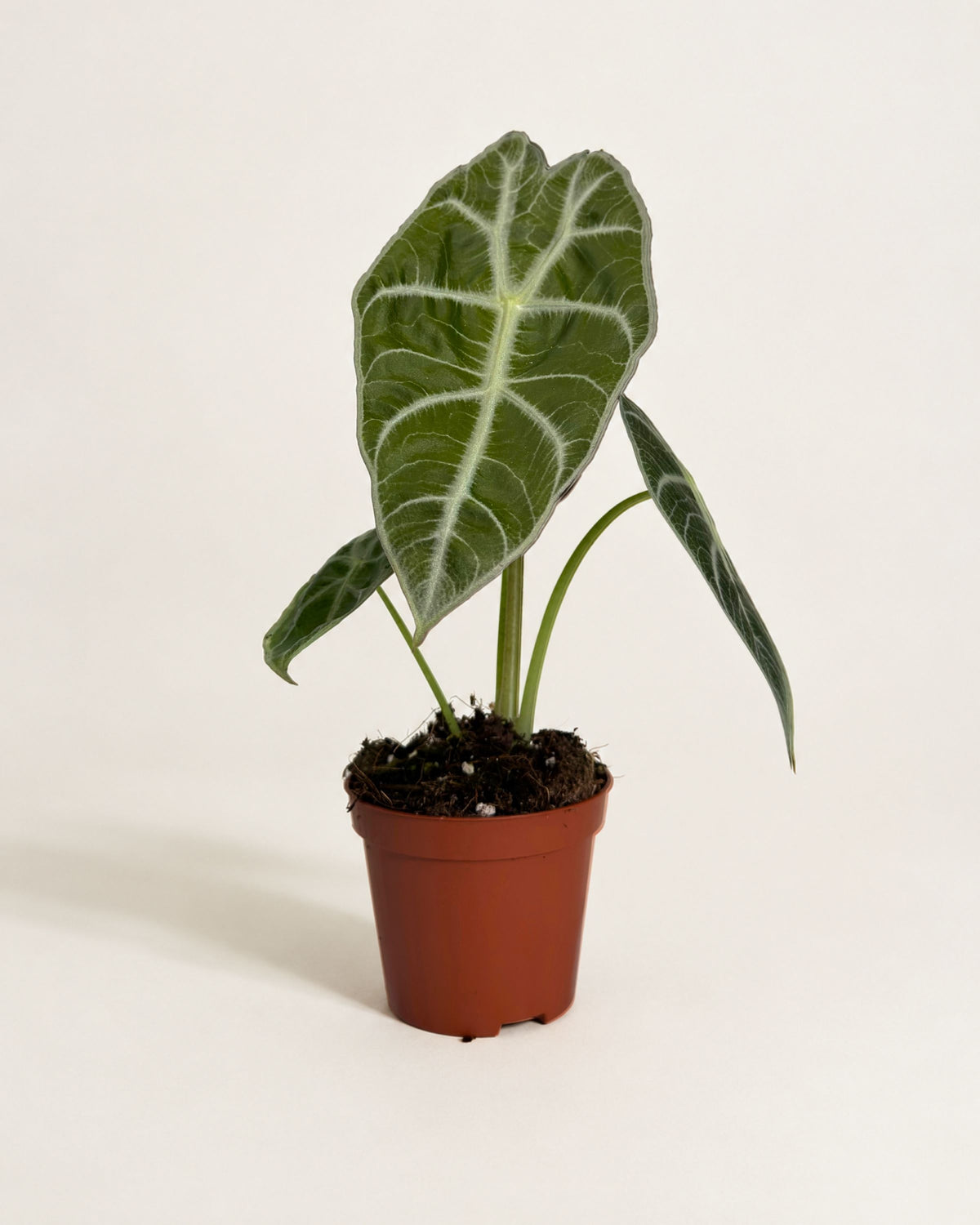 Alocasia Watsoniana Lightning