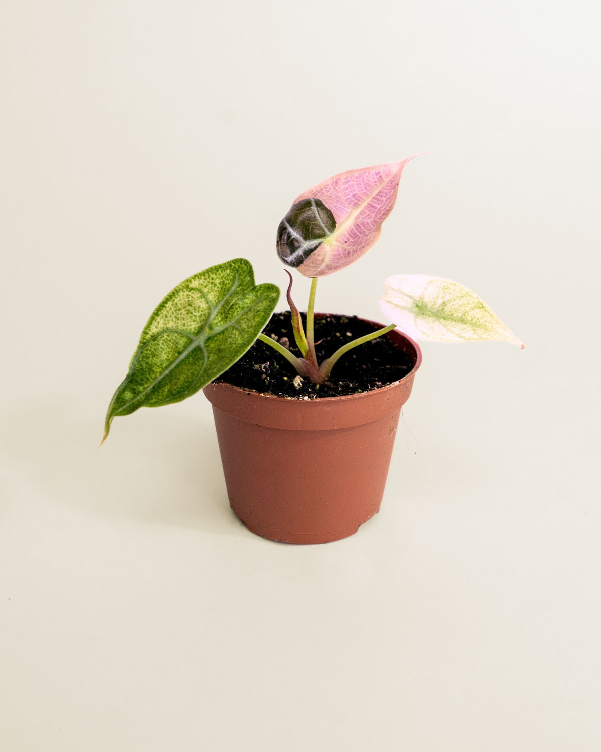 Alocasia Watsoniana Glossy Pink Mint