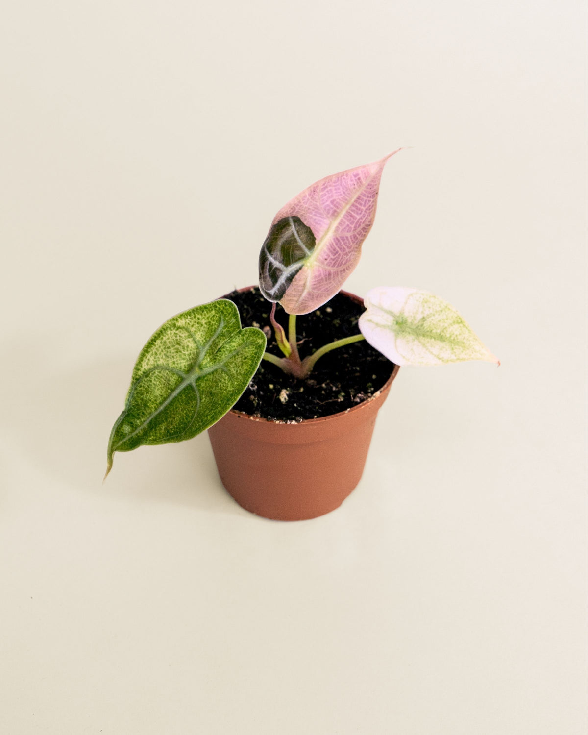 Alocasia Watsoniana Glossy Pink Mint