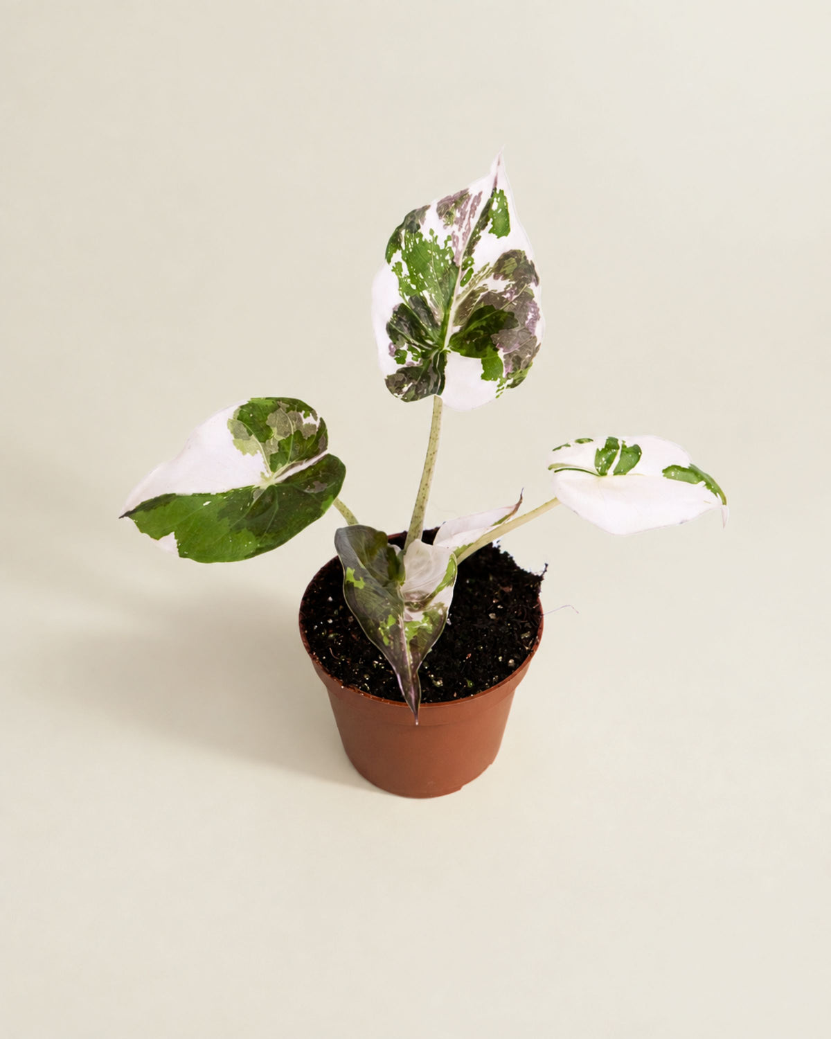 Alocasia Wentii Pink Albo HV
