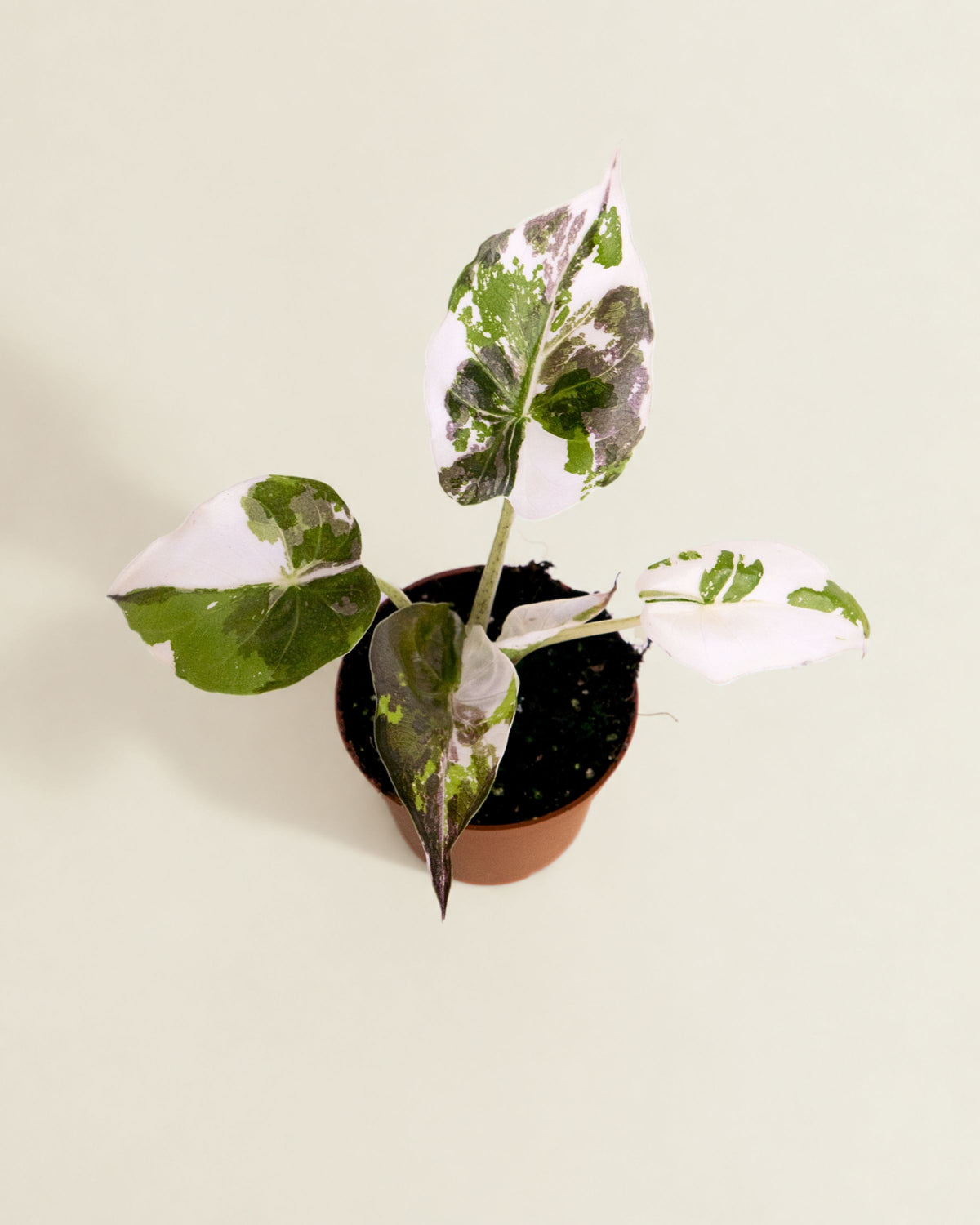 Alocasia Wentii Pink Albo HV