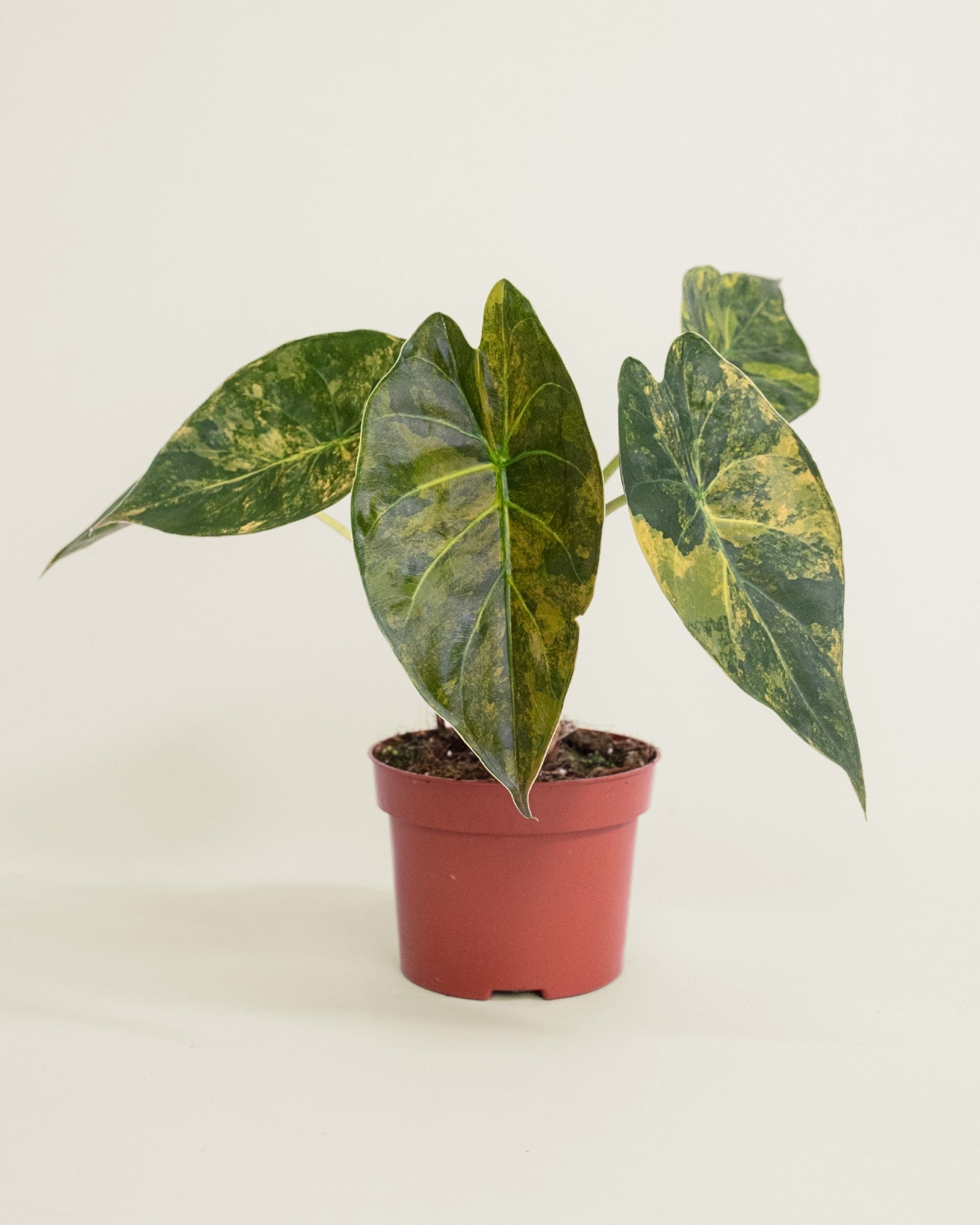 Alocasia Wentii Variegata