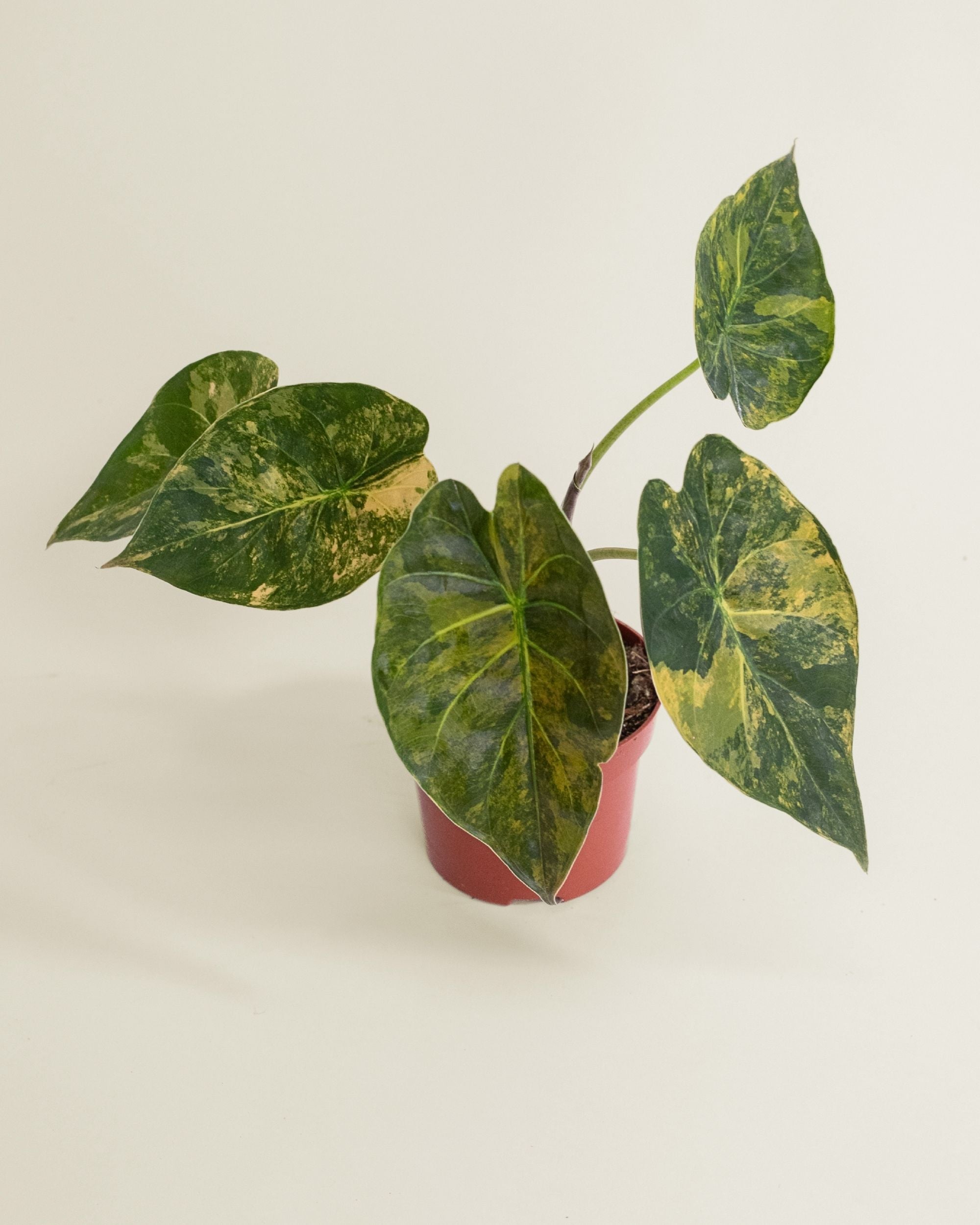 Alocasia Wentii Variegata