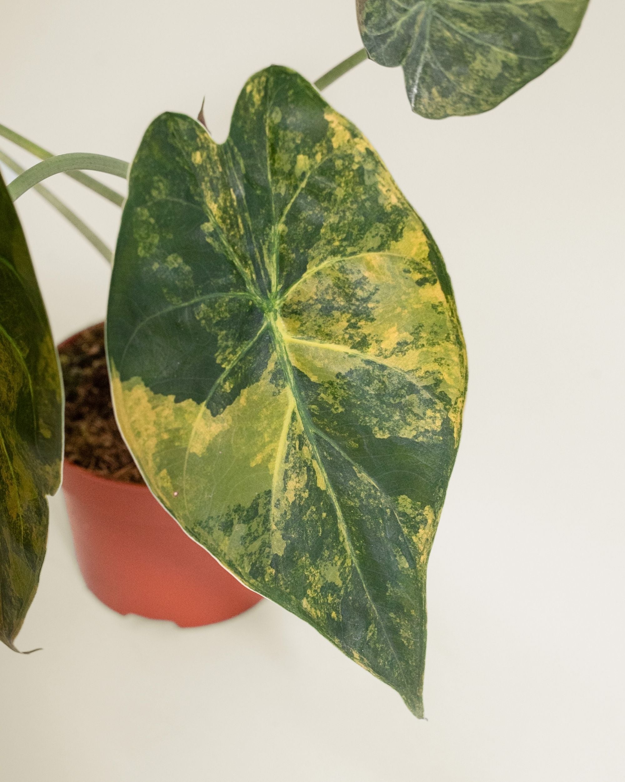 Alocasia Wentii Variegata