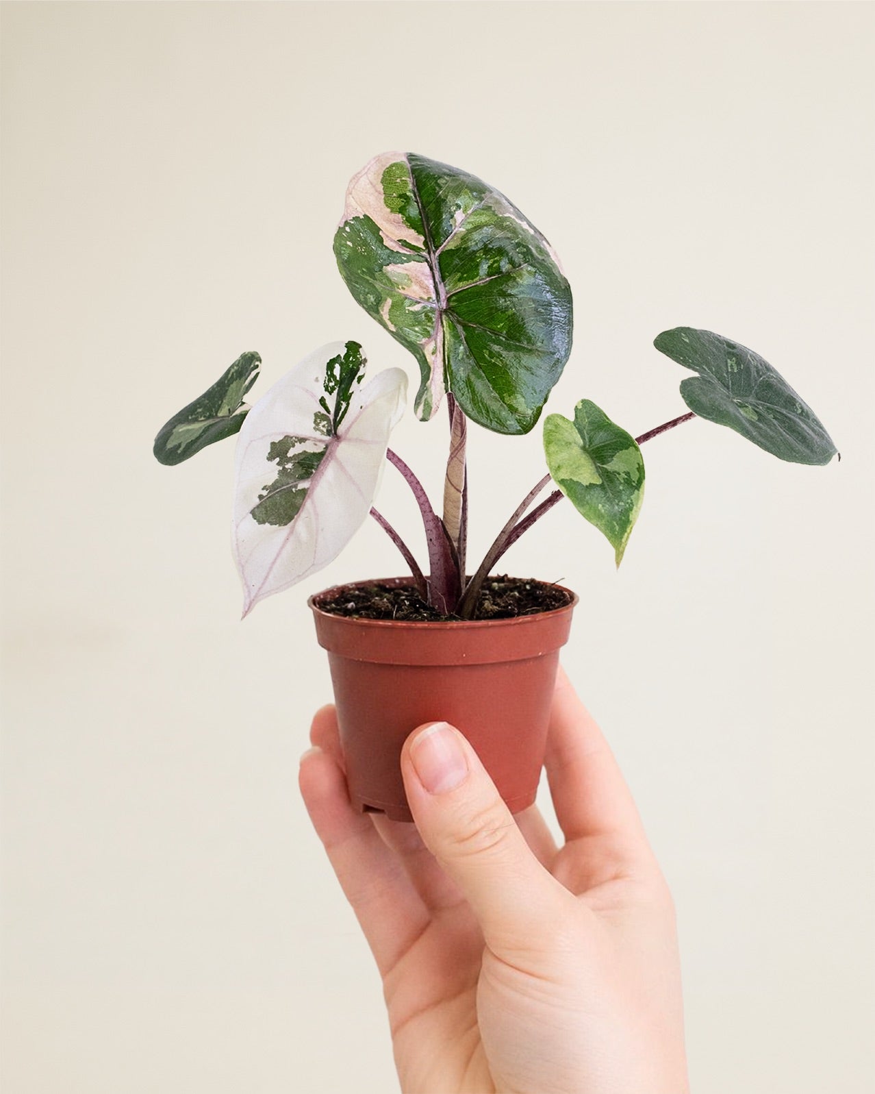 Alocasia Yucatan Princess Pink