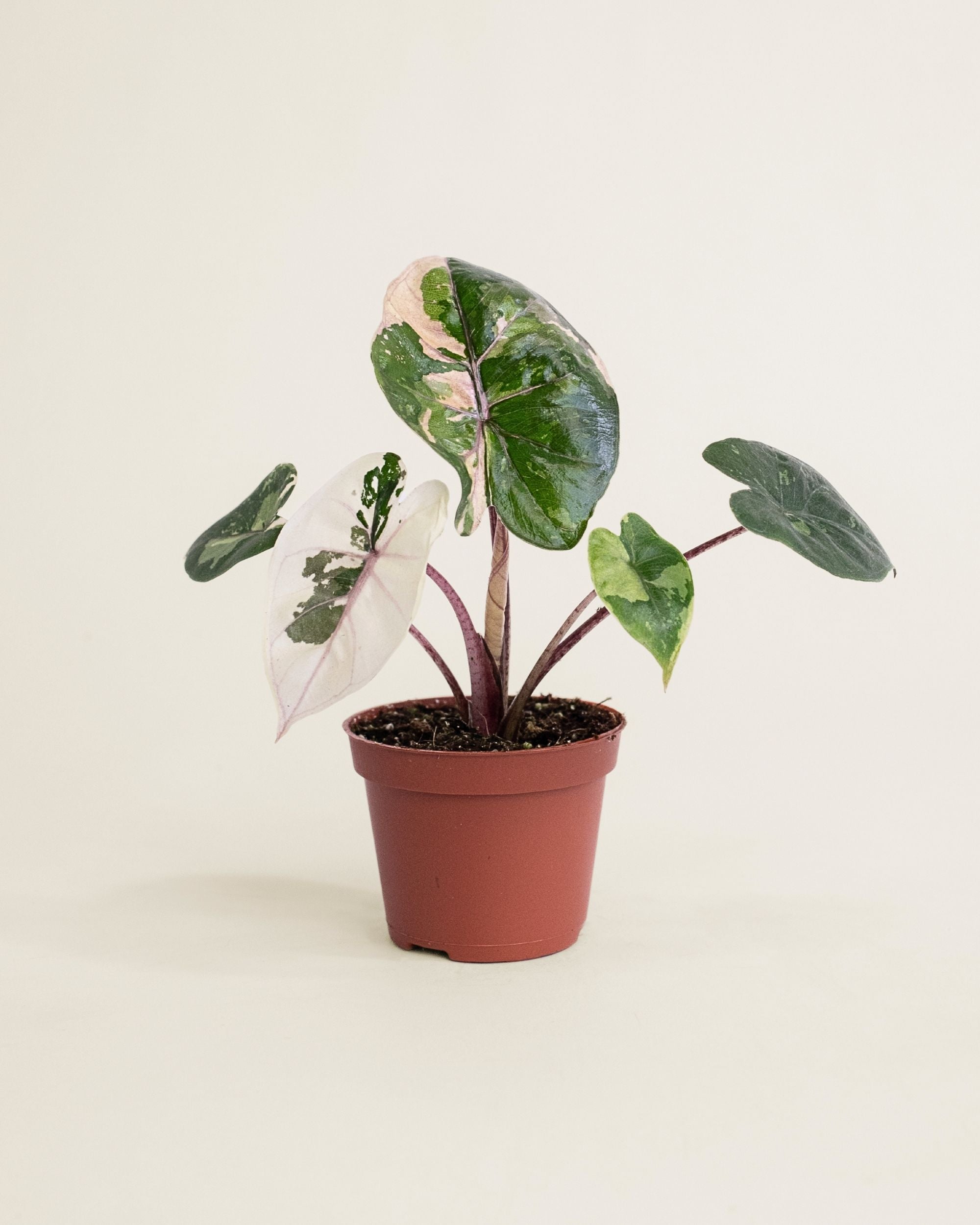 Alocasia Yucatan Princess Pink