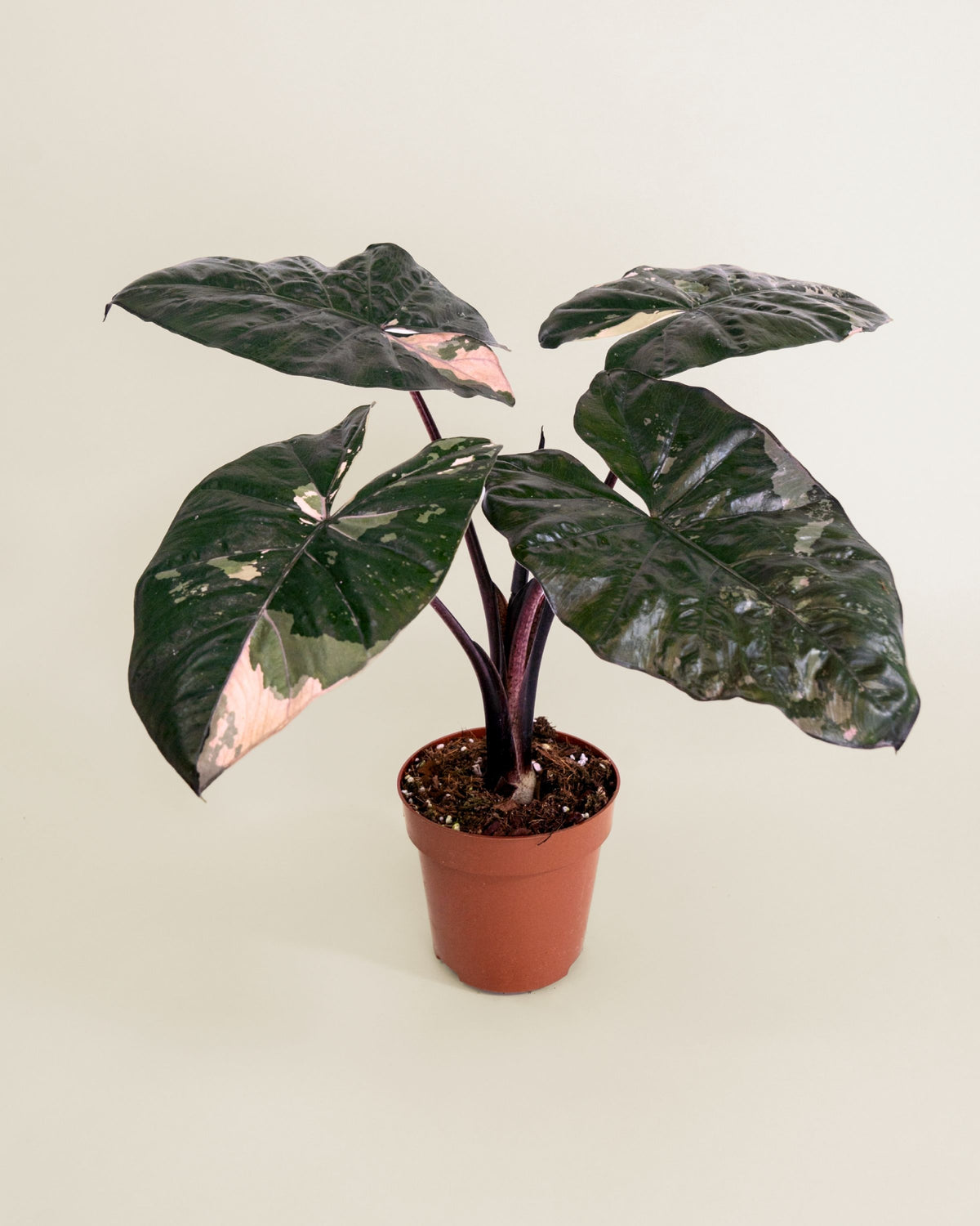 Alocasia Yucatan Princess Pink