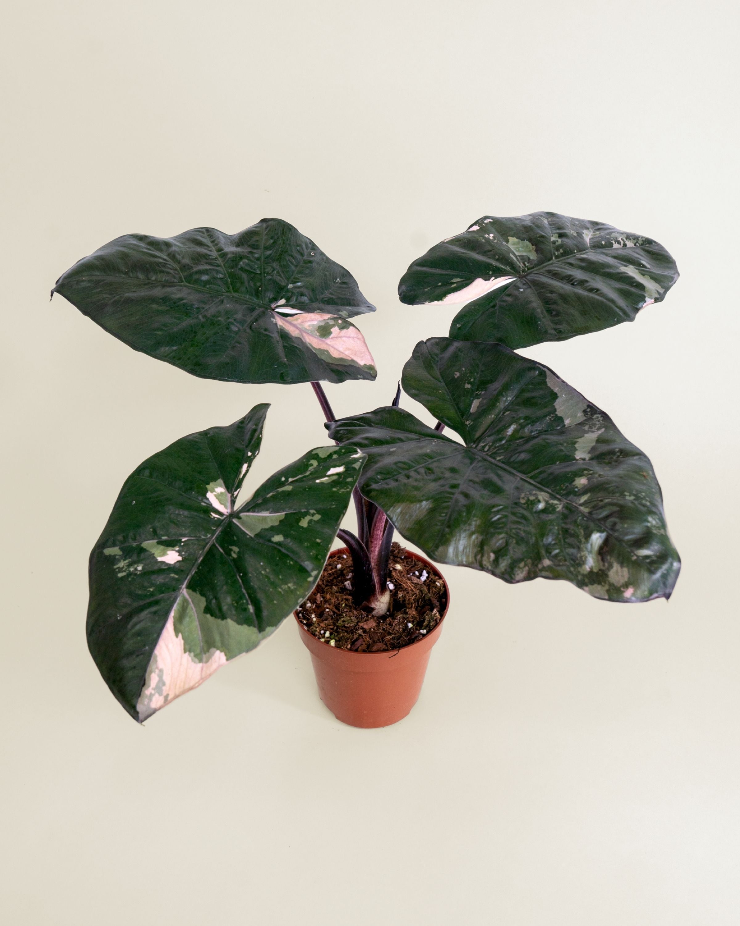 Alocasia Yucatan Princess Pink | Pink Variegated Alocasia