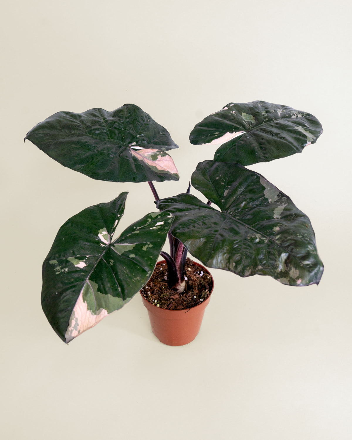 Alocasia Yucatan Princess Pink