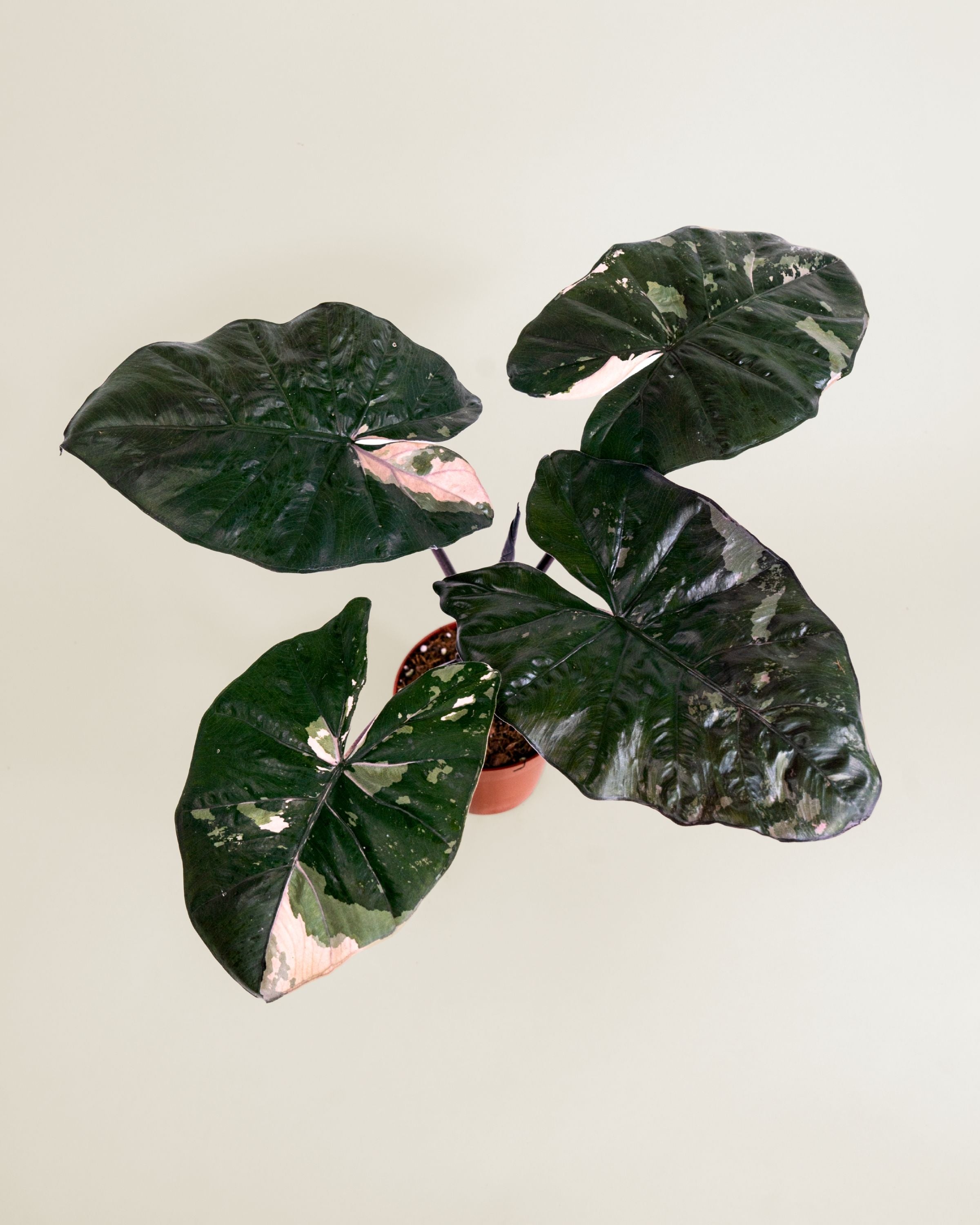 Alocasia Yucatan Princess Albo Pink | Downtown Plant Club