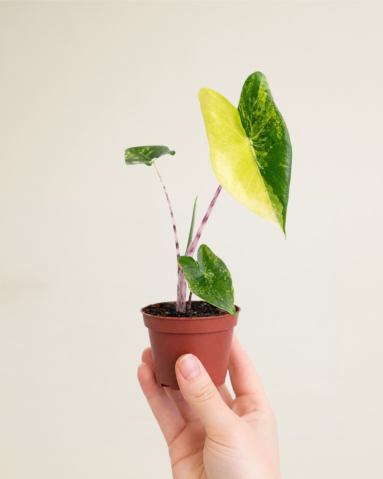 Alocasia Zebrina Aurea