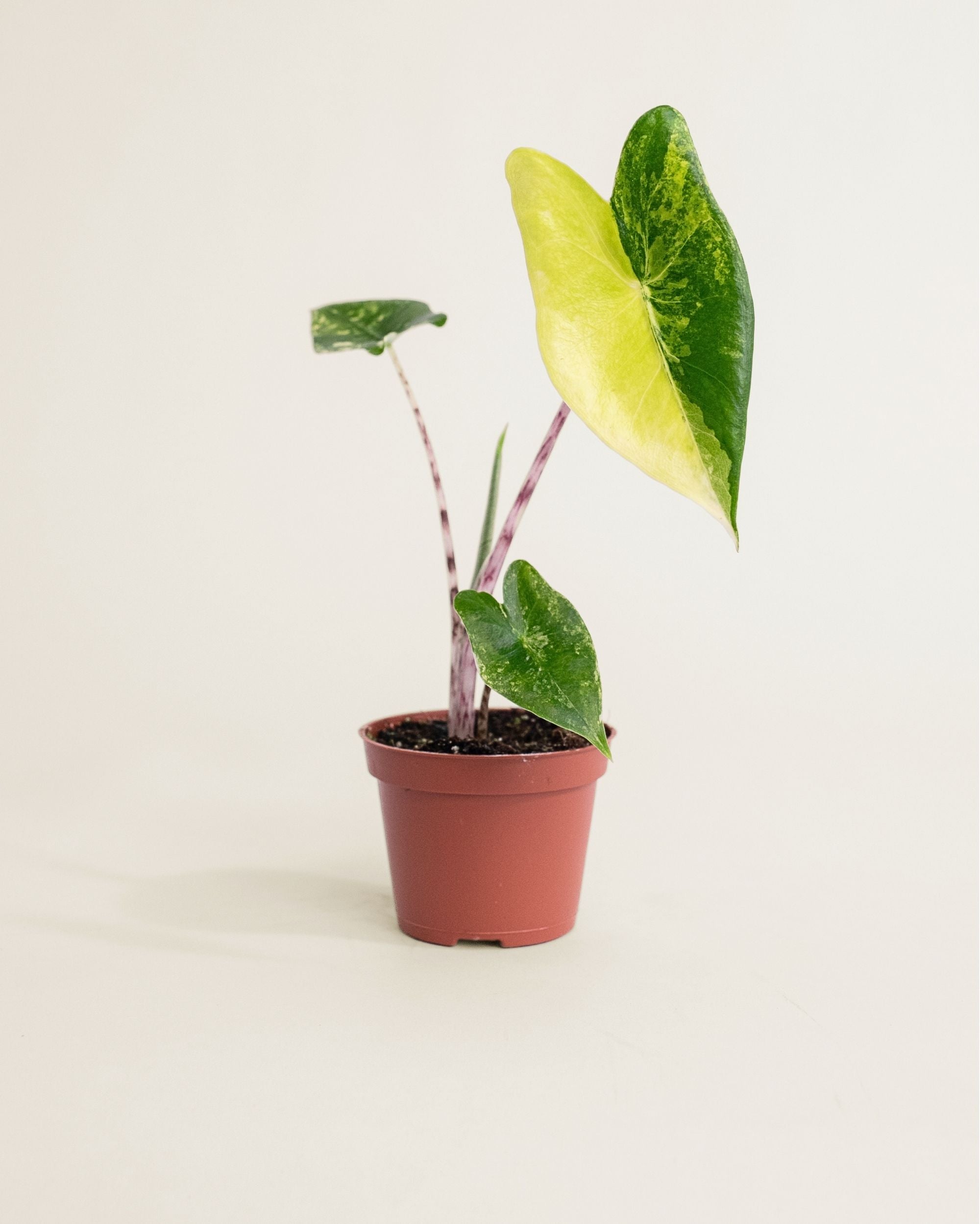 Alocasia Zebrina Aurea