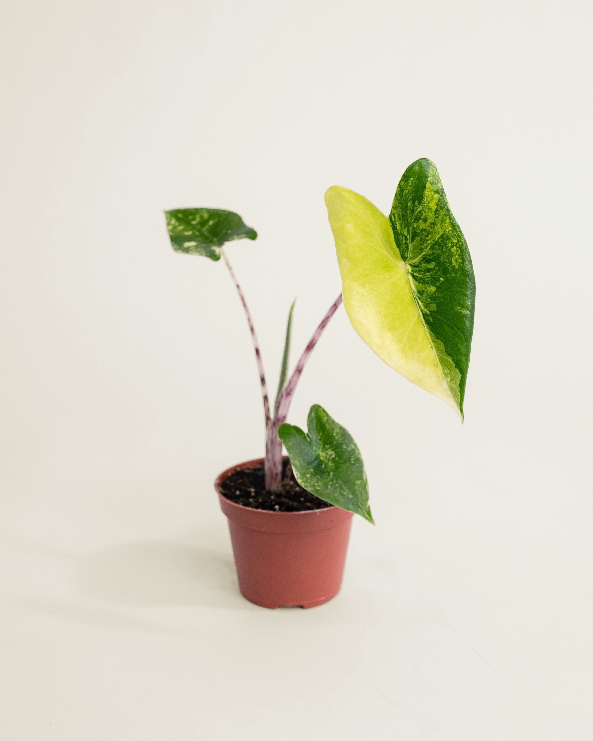 Alocasia Zebrina Aurea