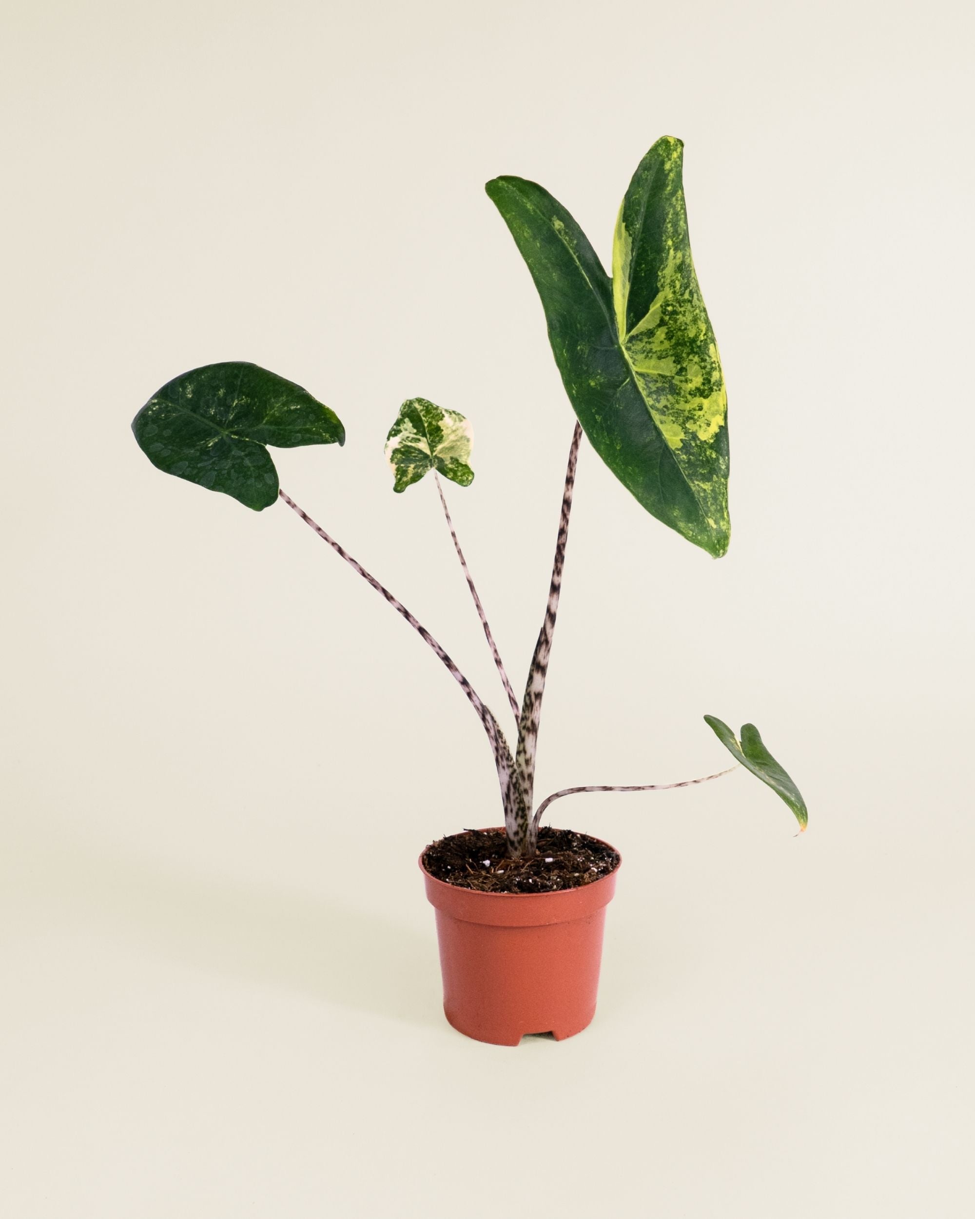 Alocasia Zebrina Aurea