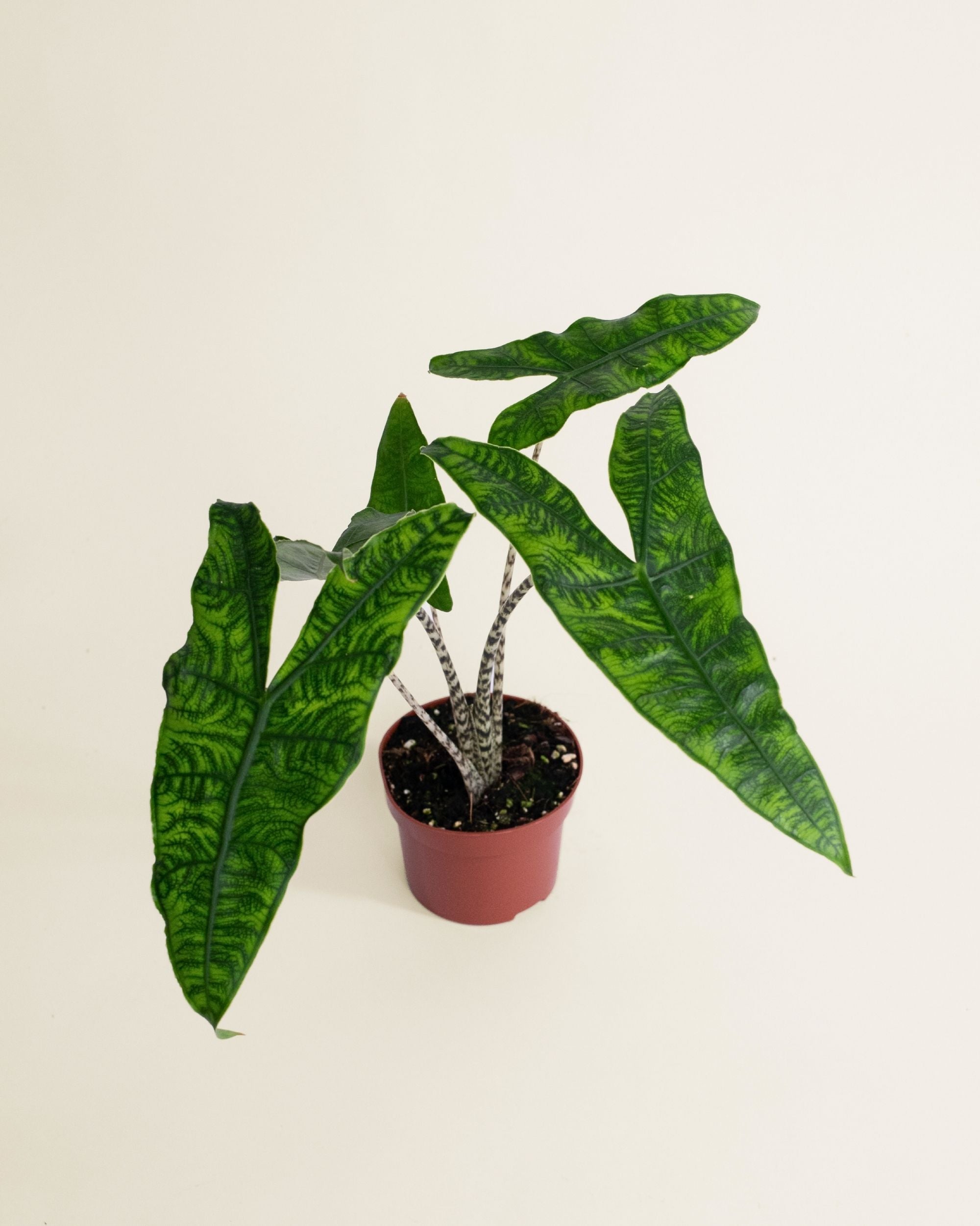 Alocasia Zebrina Reticulata