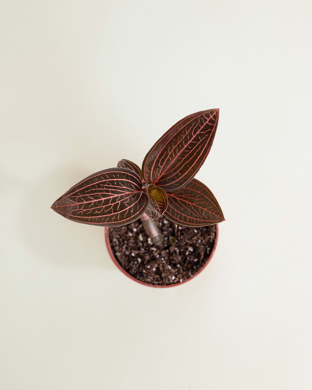 Anoectochilus Chapaensis