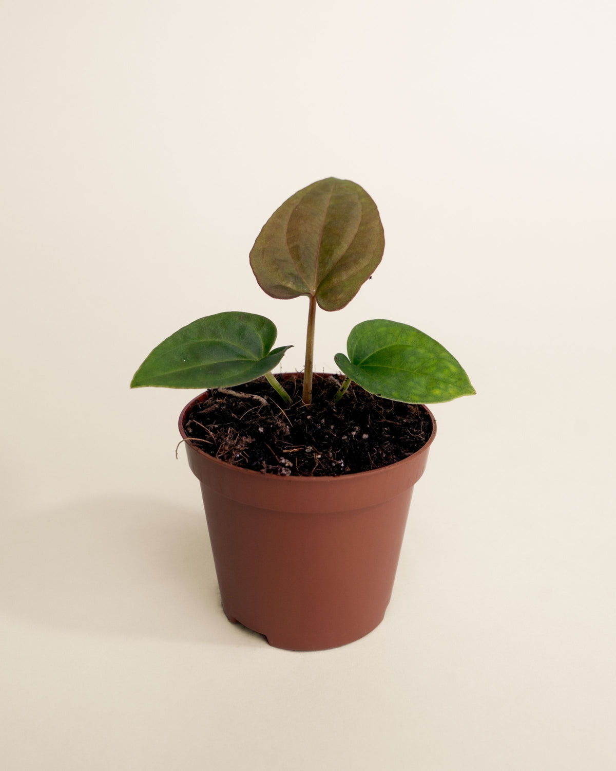 Anthurium Dressleri