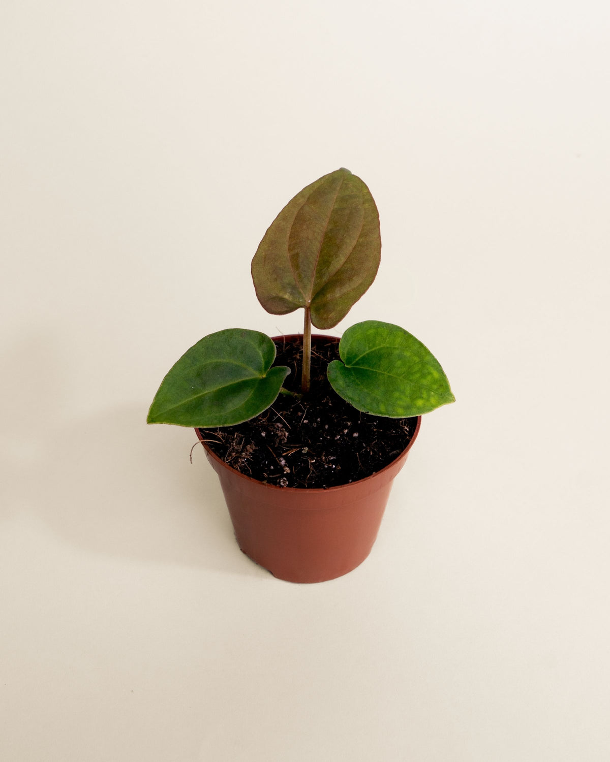 Anthurium Dressleri