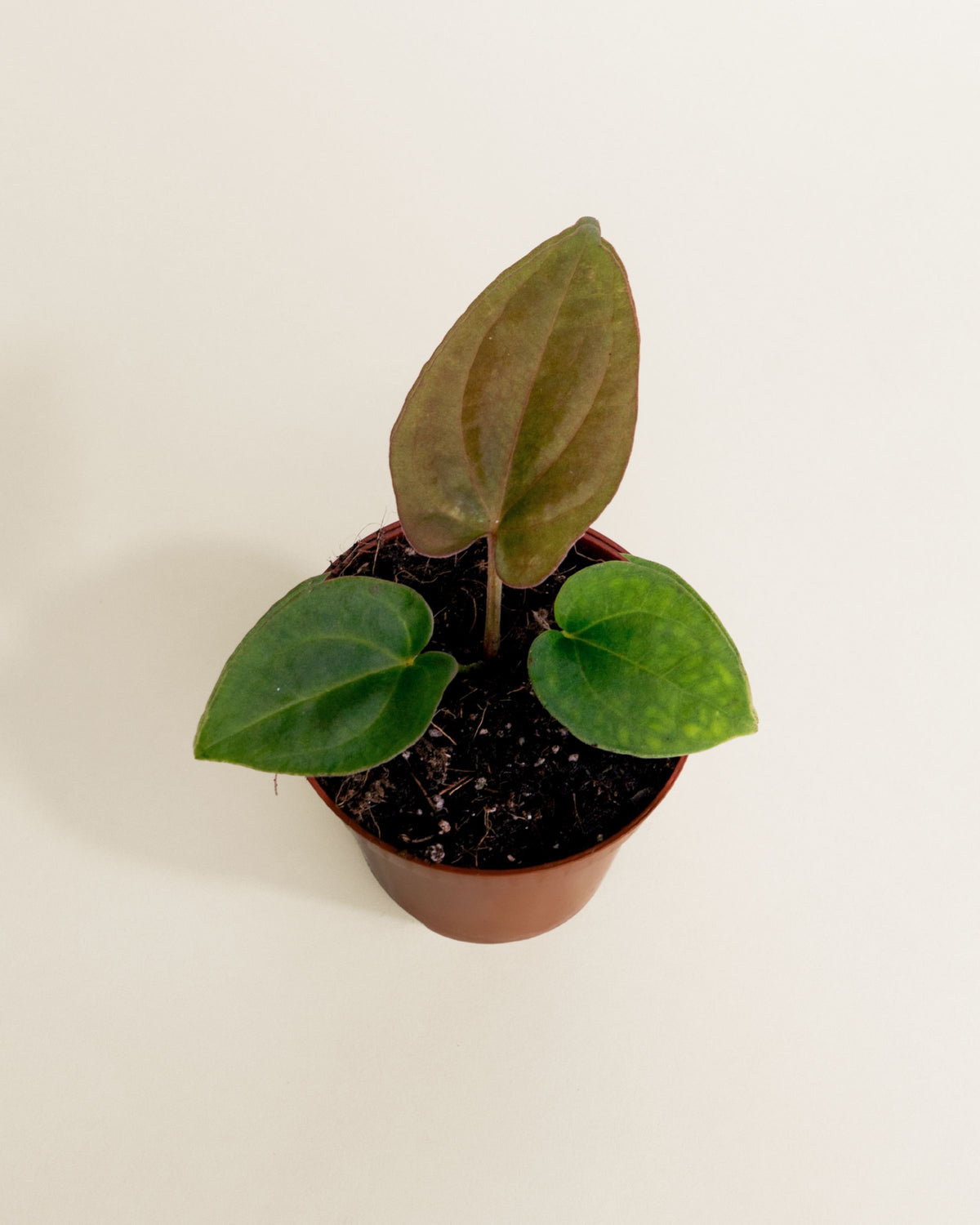 Anthurium Dressleri