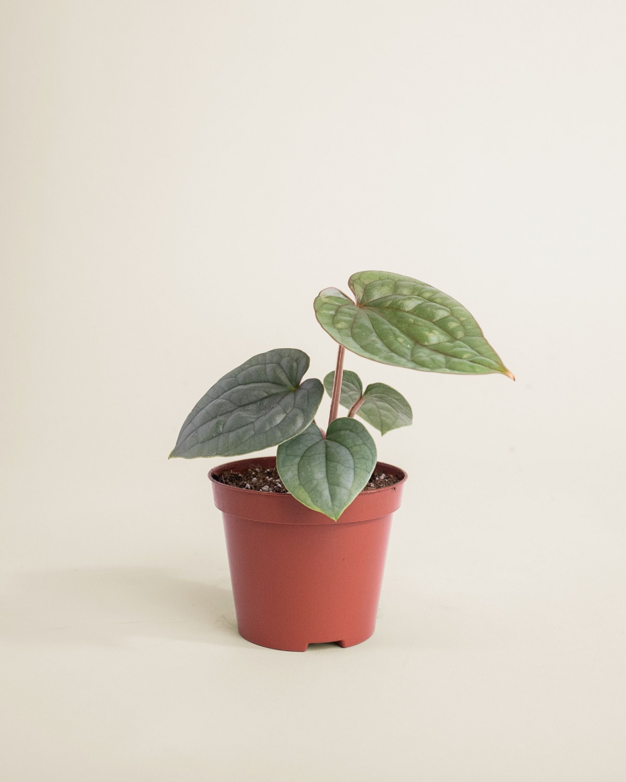 Anthurium Luxurians