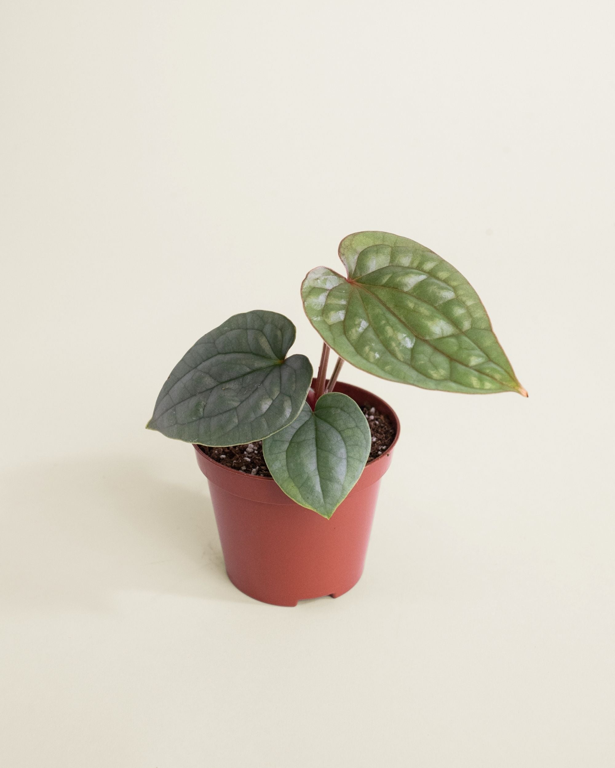 Anthurium Luxurians