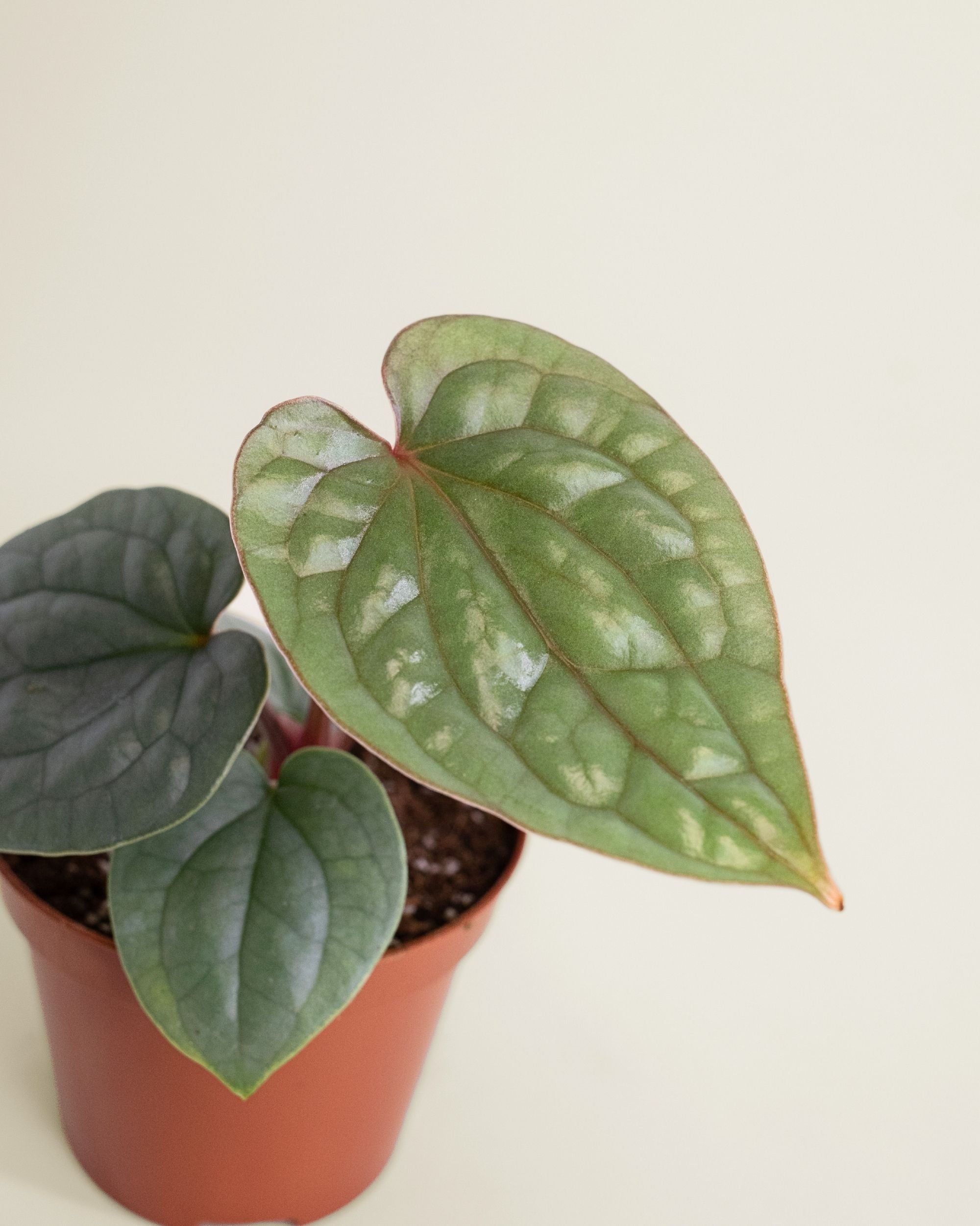 Anthurium Luxurians